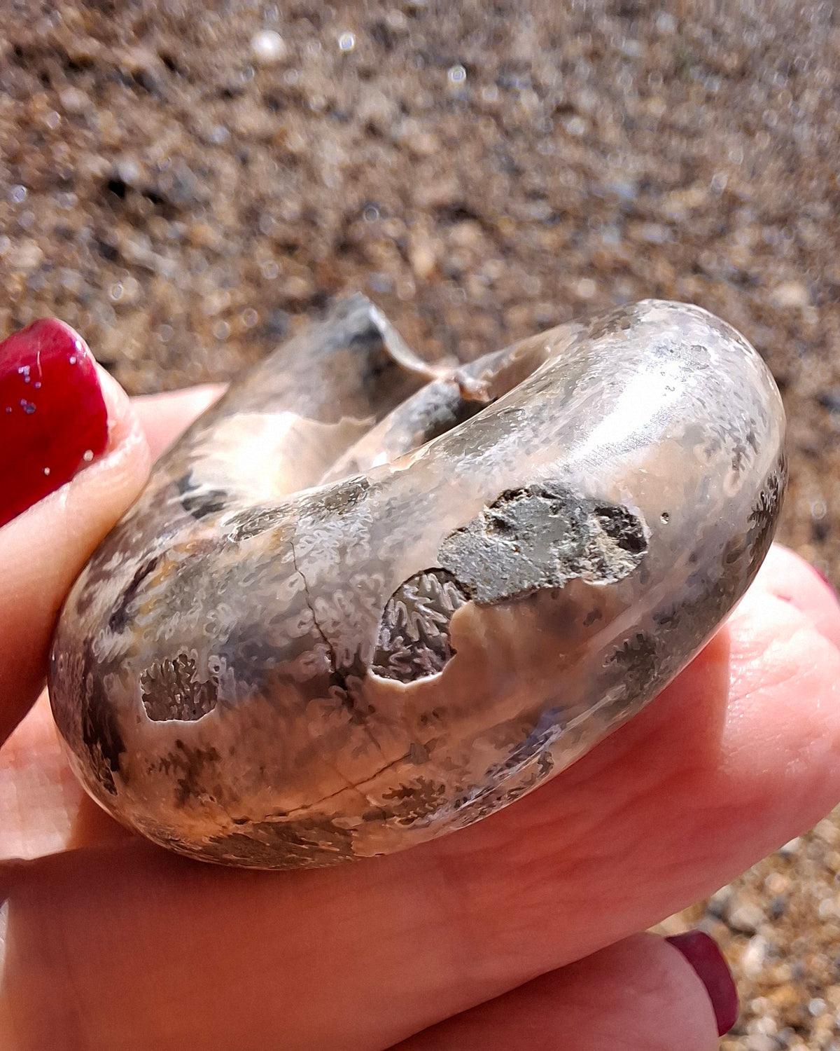 Polished Ammonite, Fossil (Ref: AMM1)