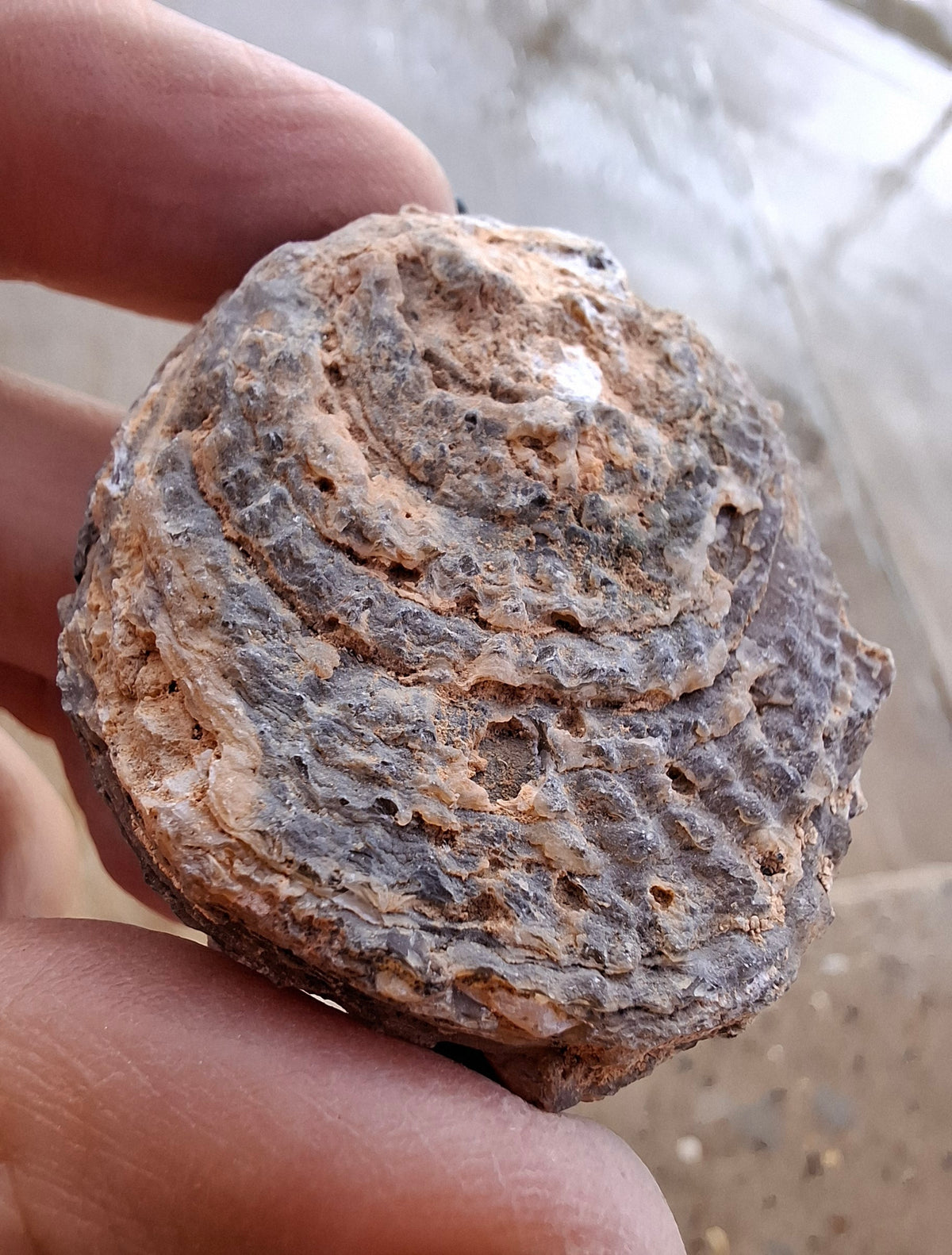 Chalcedony Oyster, Fossil (Ref: FO3)