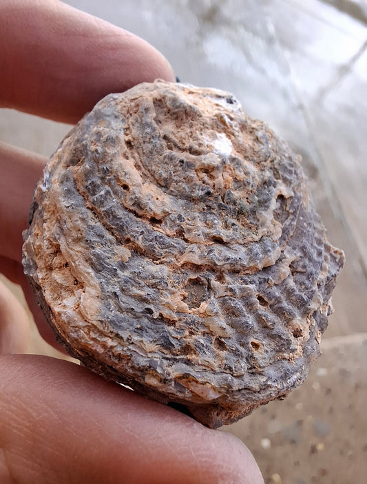 Chalcedony Oyster, Fossil (Ref: FO3)