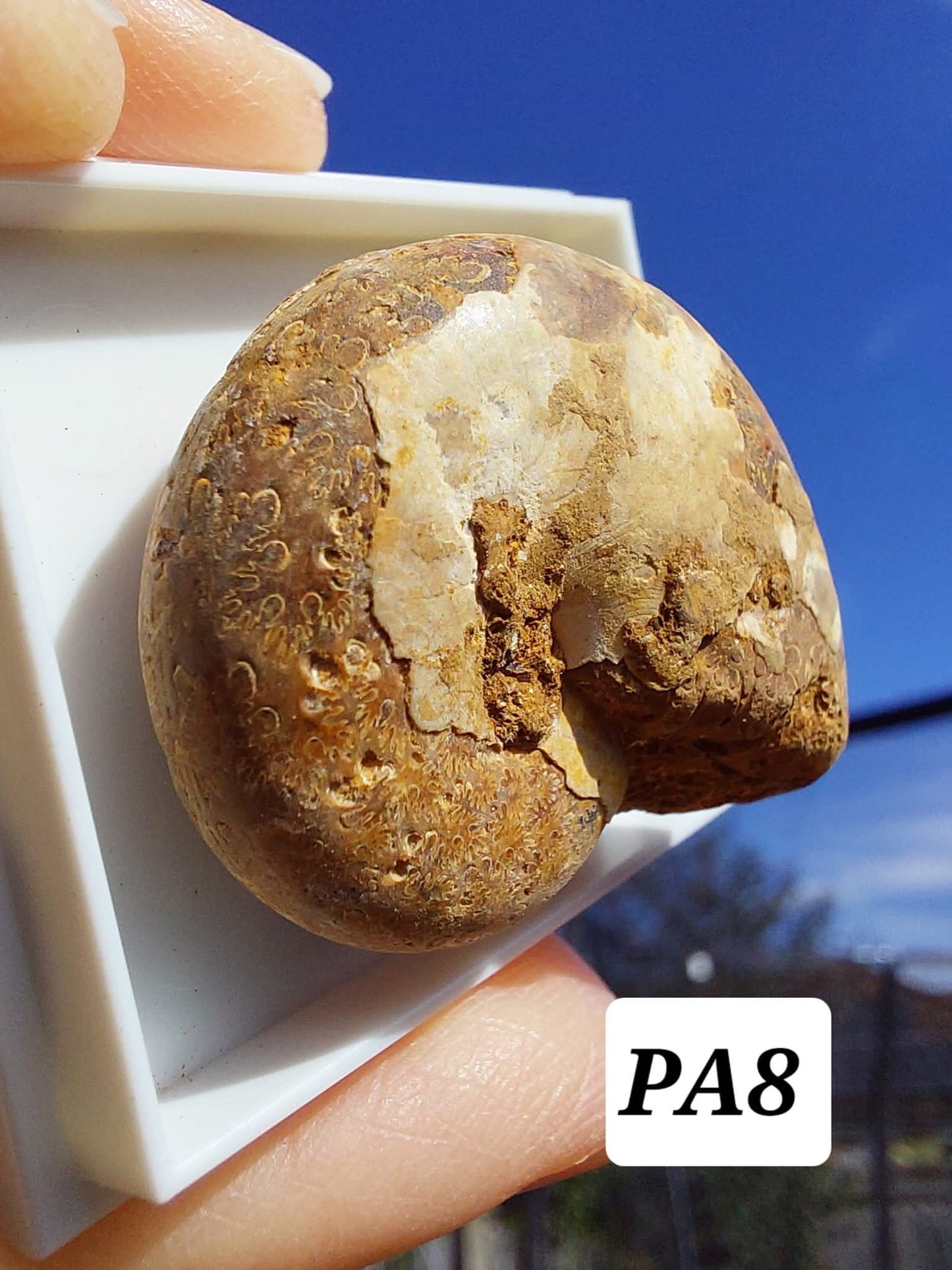 Phylloceras Ammonite, Fossil (Ref: PA8)