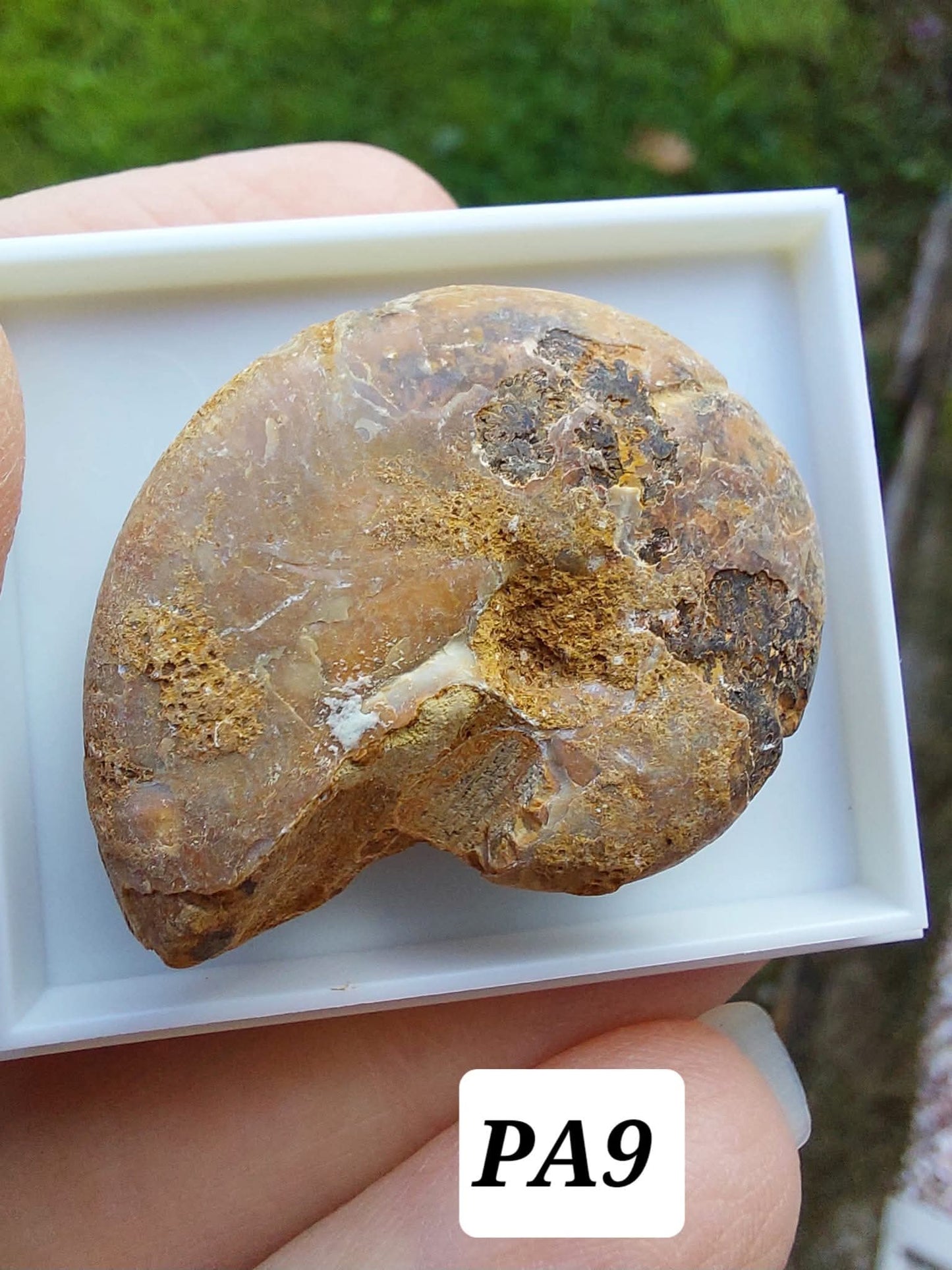 Phylloceras Ammonite, Fossil (Ref: PA9)