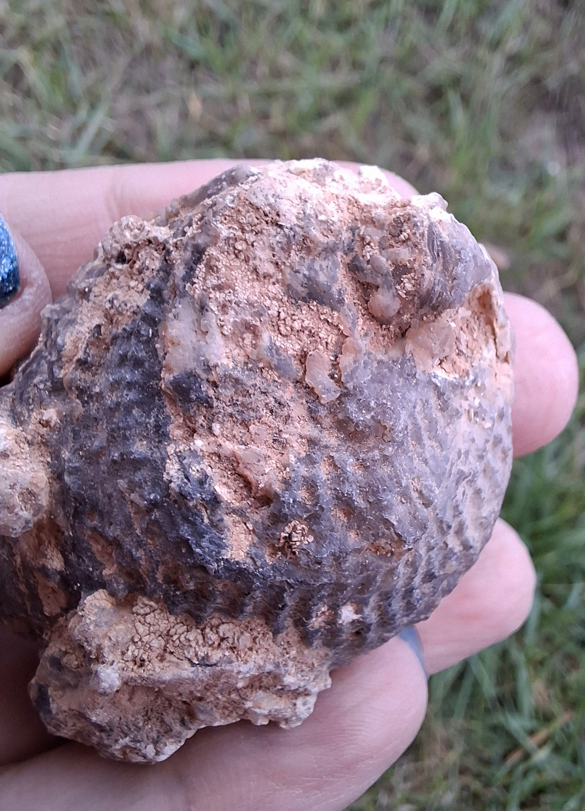 Chalcedony Oyster, Fossil (Ref: FO3)