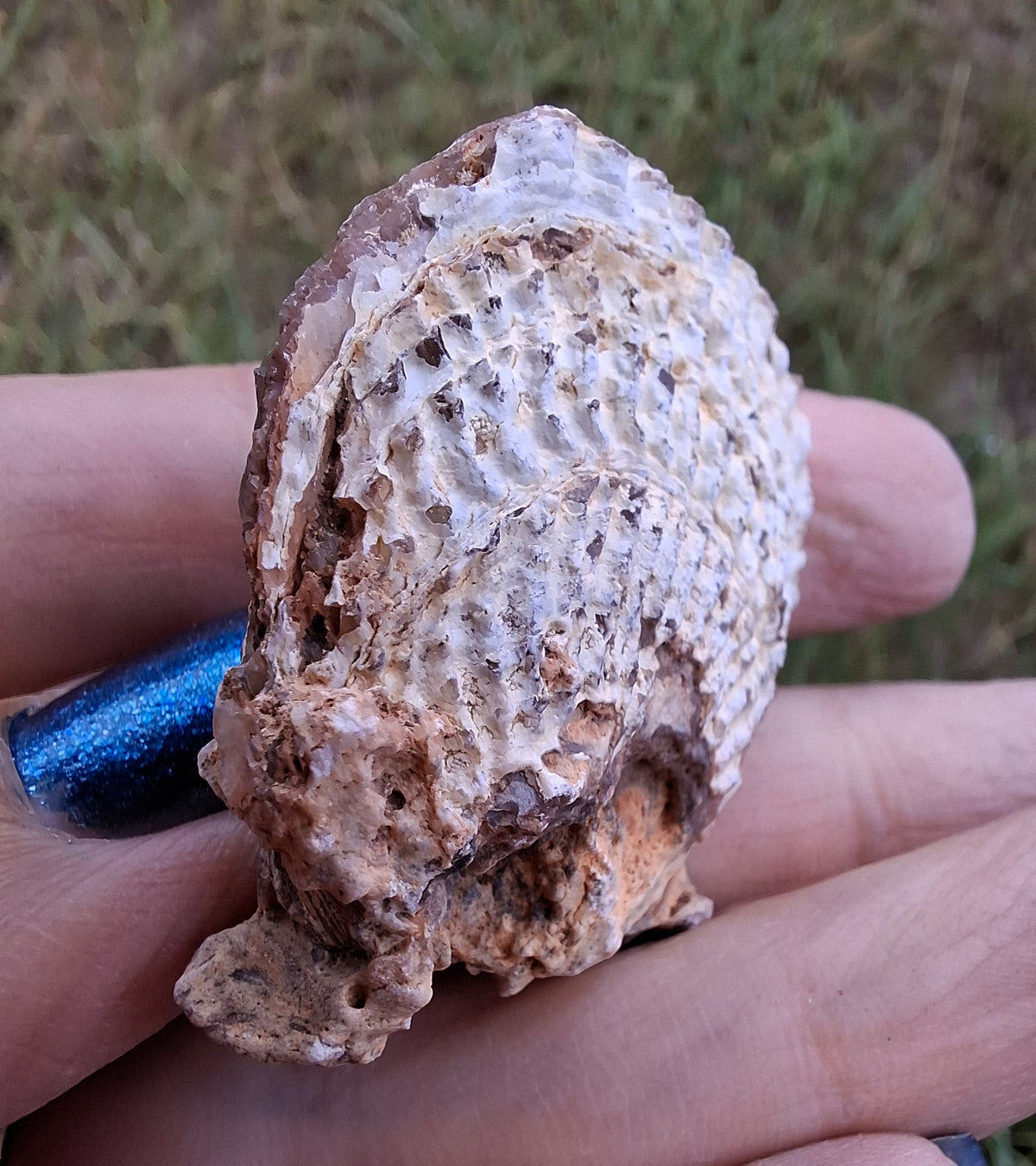 Chalcedony Oyster, Fossil (Ref: FO1)