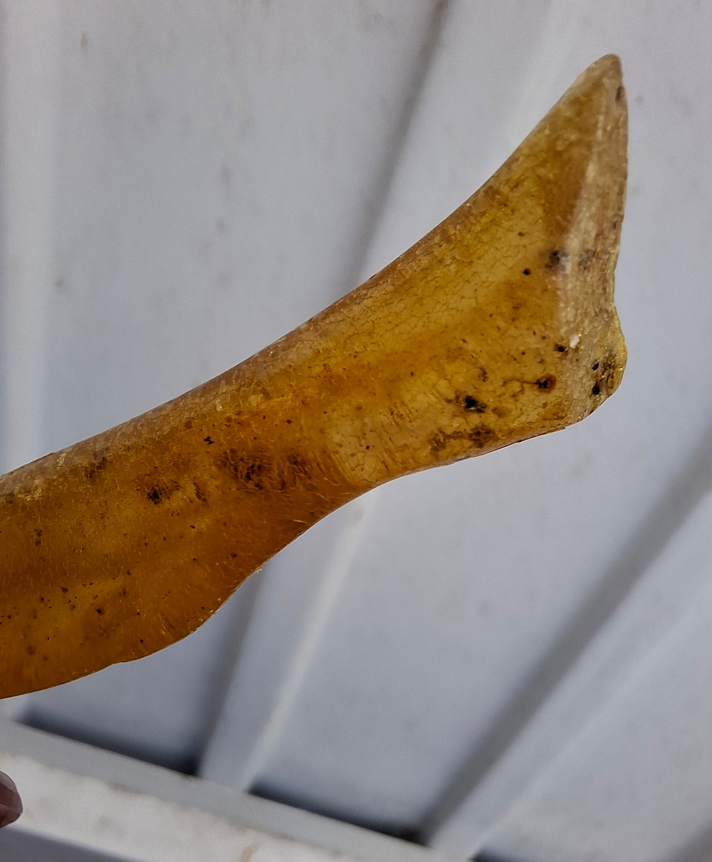 Copal Young Amber with INSECTS inside, 5.07g, Fossil (Ref: CA35)