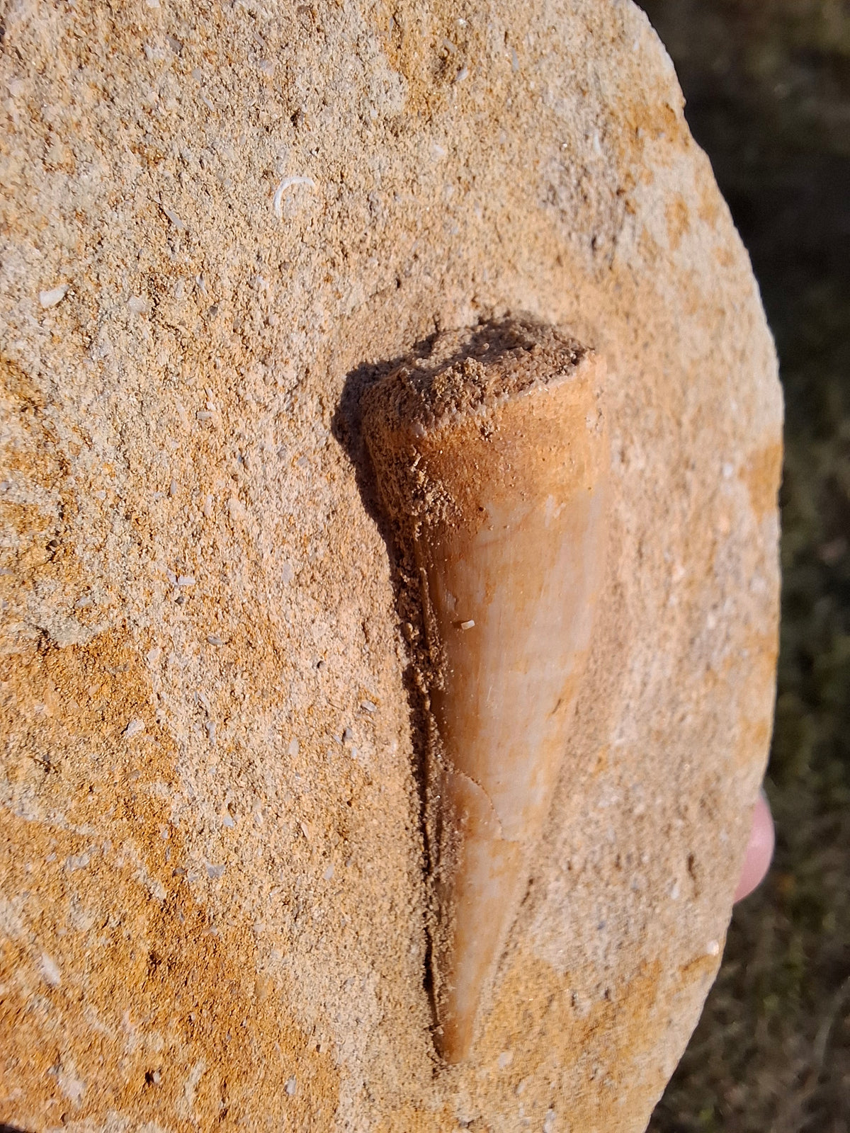 Enchodus Sabre Tooth, Fossil (Ref: ES1)