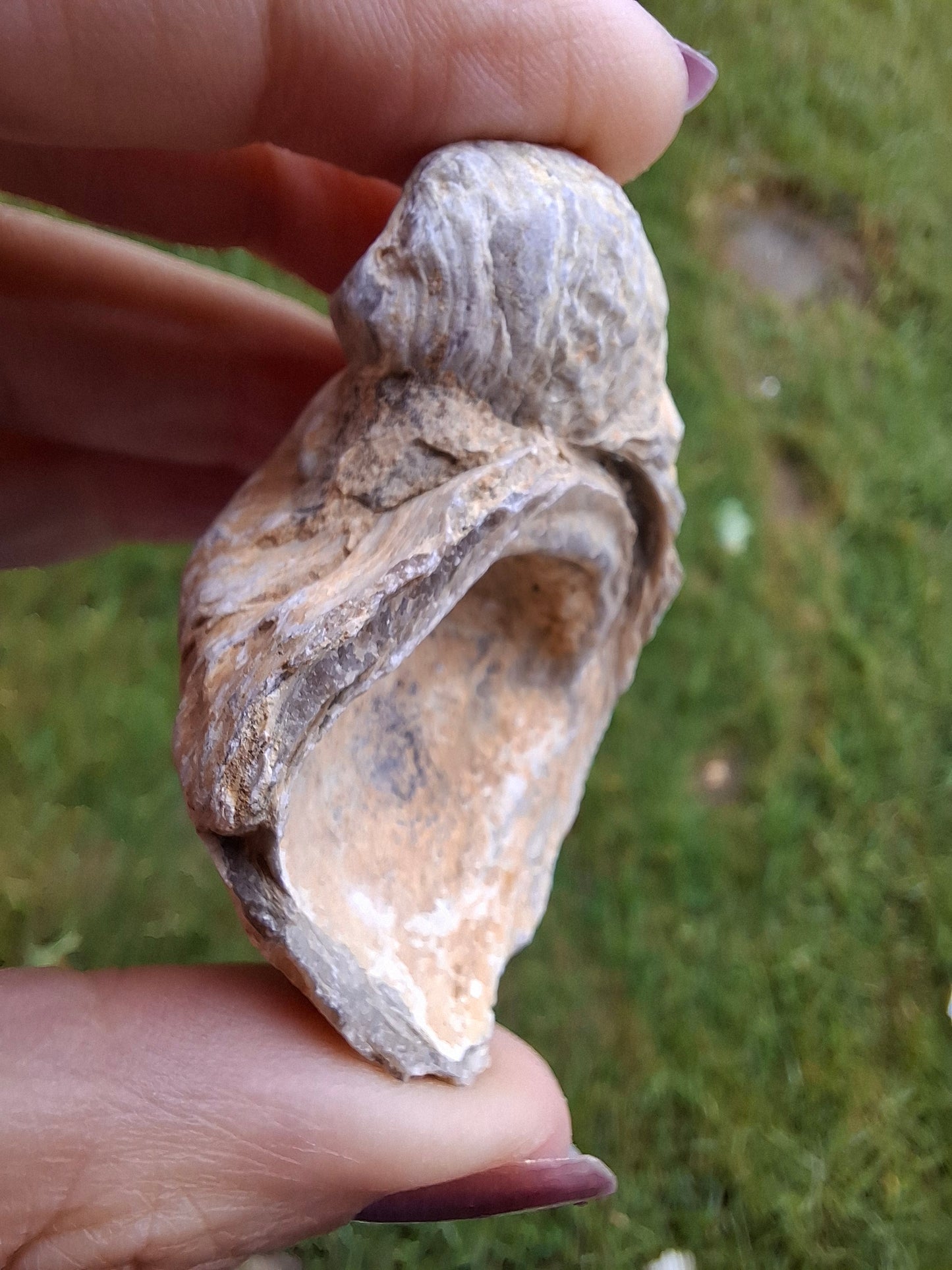 Gryphaea (Devil's Toenail), 57.53g, Fossil (Ref: G2)