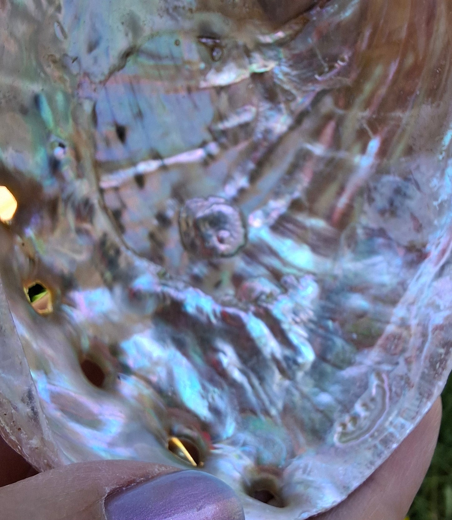 Abalone Shell, (Ref: SH2)