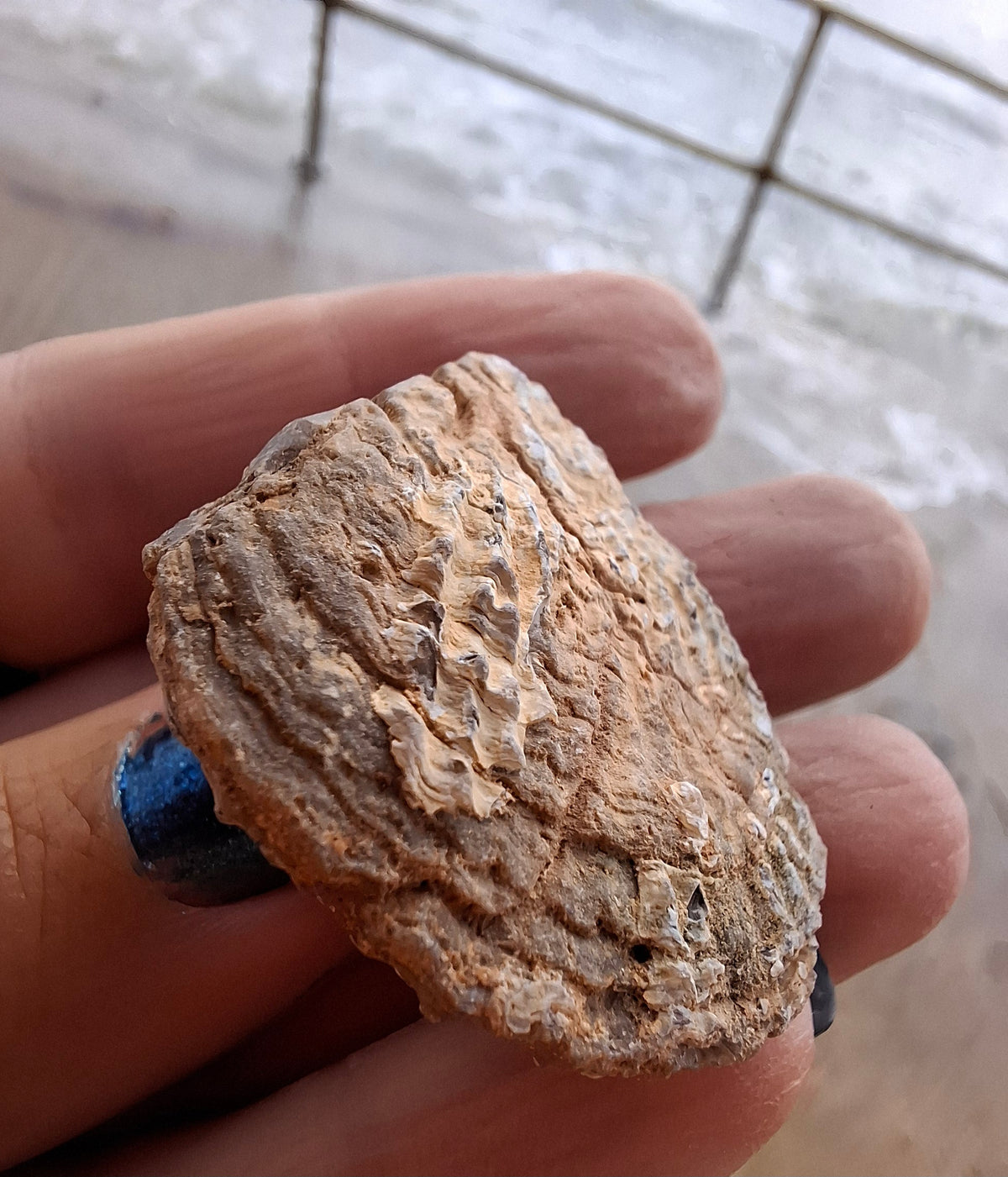 Chalcedony Oyster, Fossil (Ref: FO8)