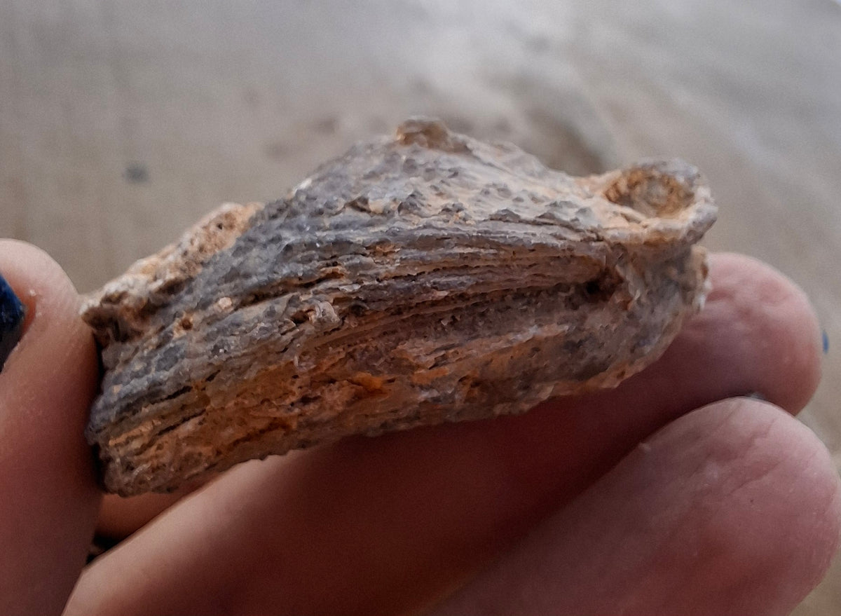 Chalcedony Oyster, Fossil (Ref: FO3)