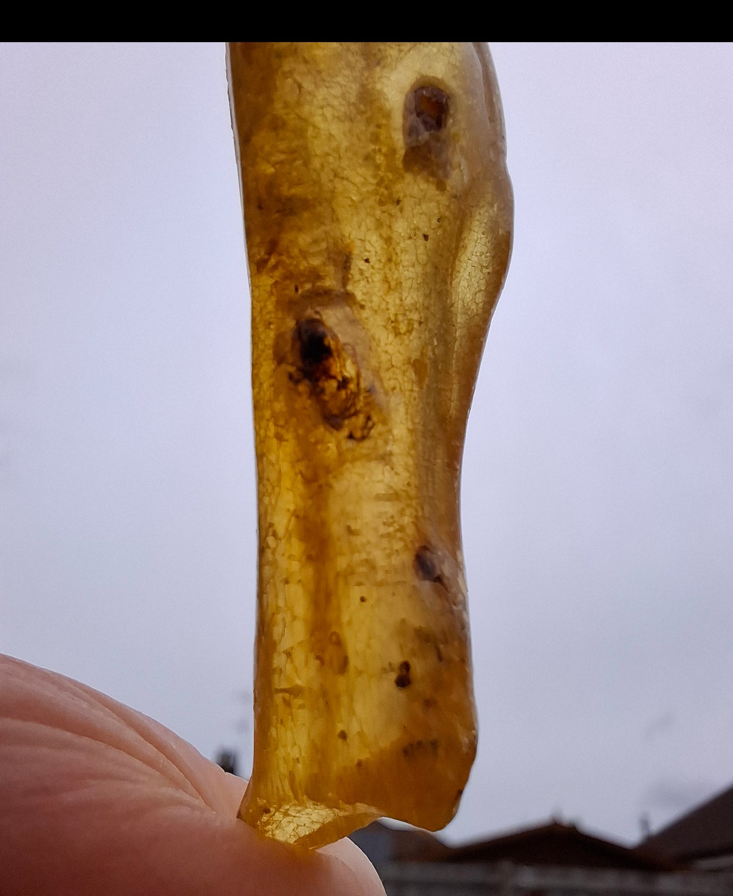 Copal Young Amber with INSECTS inside, 5.07g, Fossil (Ref: CA35)