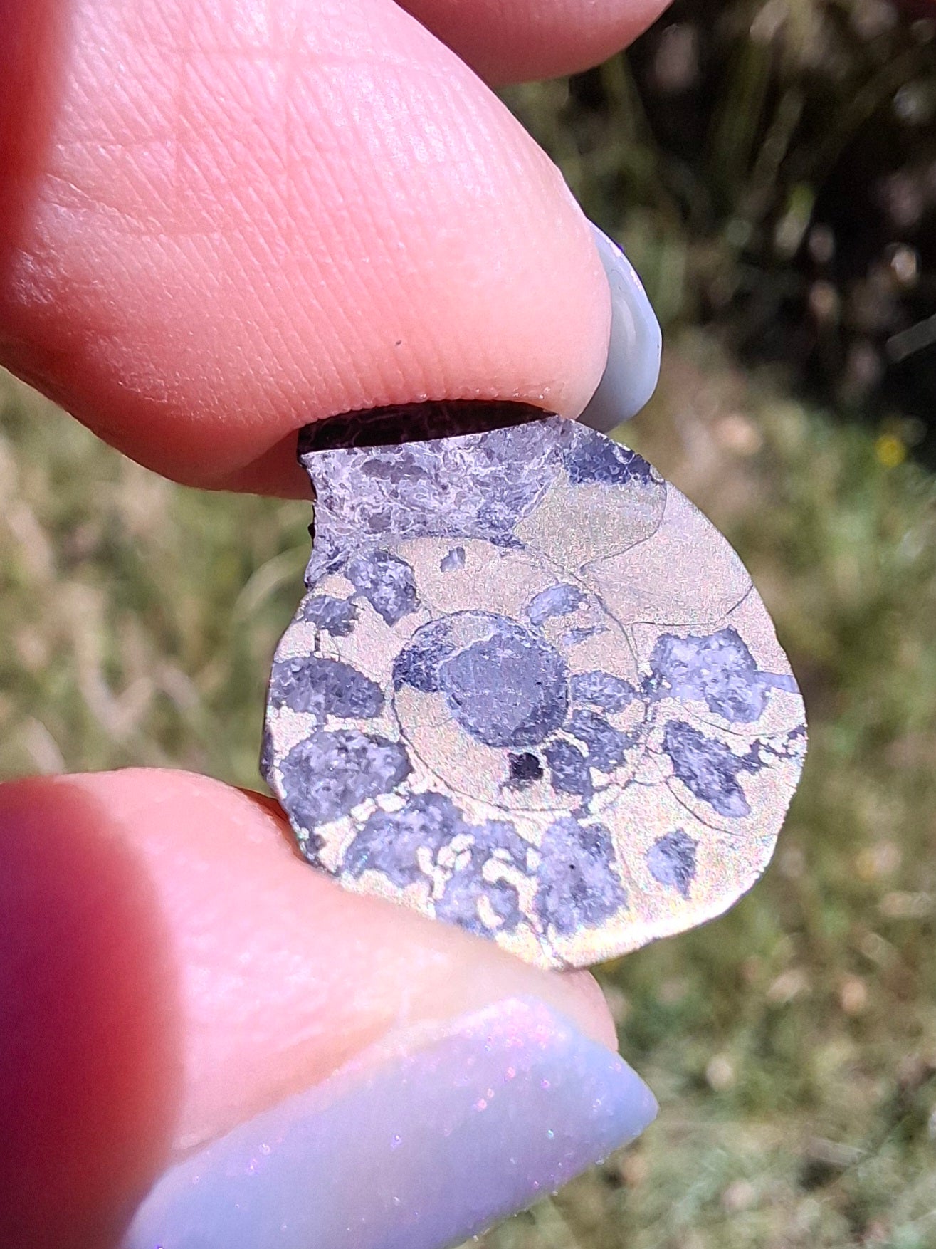 Small Haematite Ammonite HALF, 1.10g, Fossil (Ref: MA9)