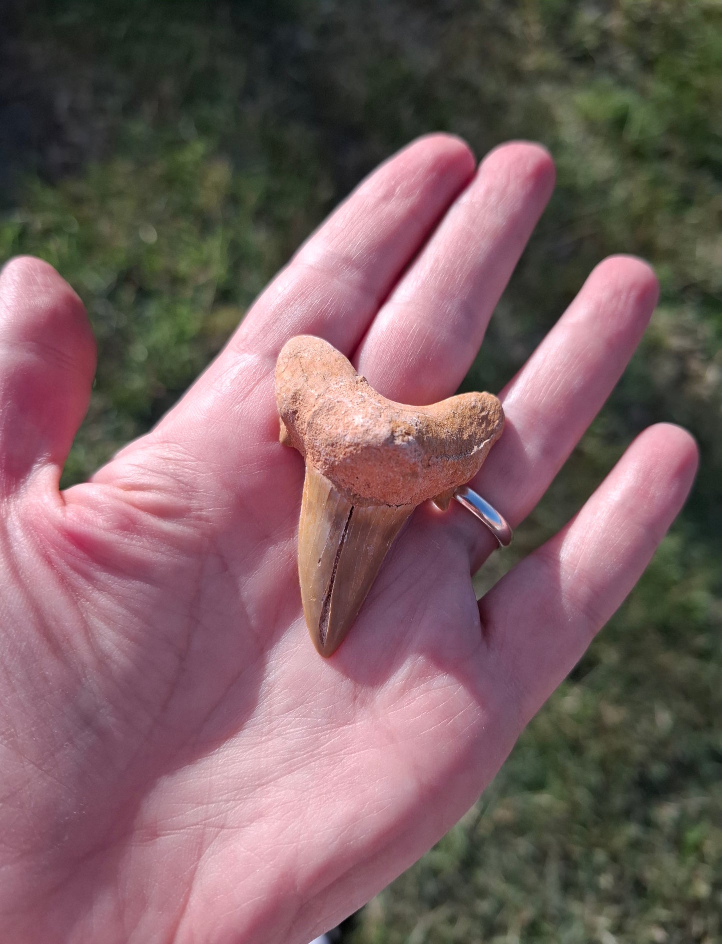 Otodus Shark Tooth, Fossil (Ref: OT 7)