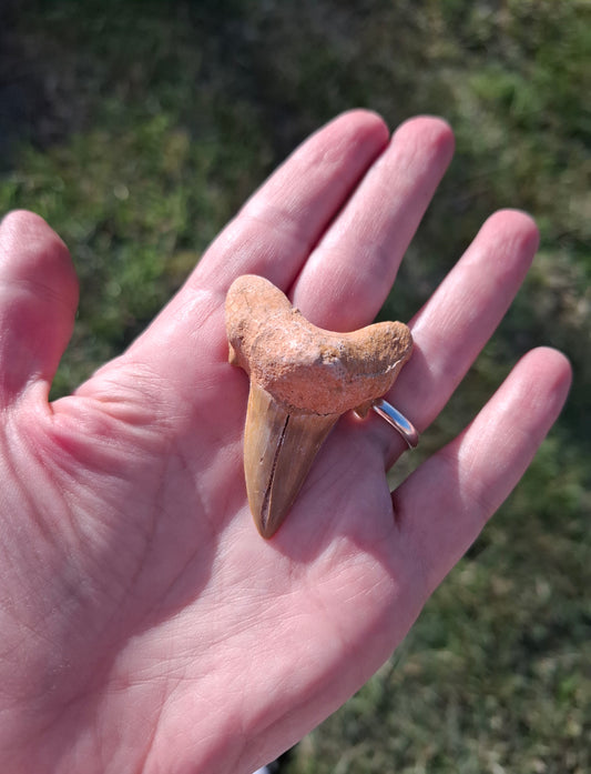 Otodus Shark Tooth, Fossil (Ref: OT 7)