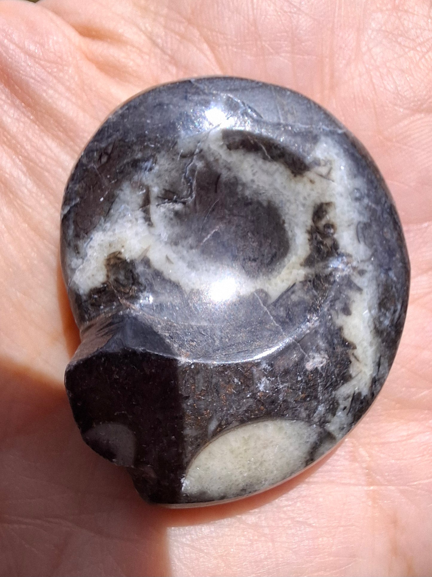 Goniatite, Fossil (Ref: GA6)