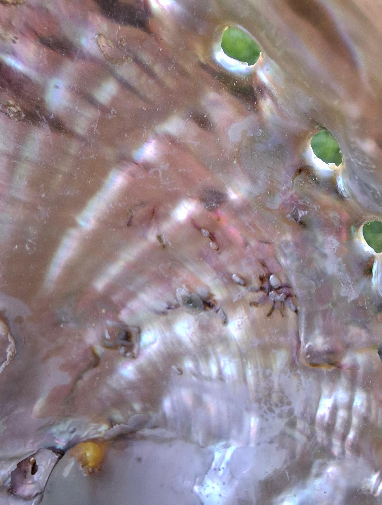 Abalone Shell, (Ref: SH1)