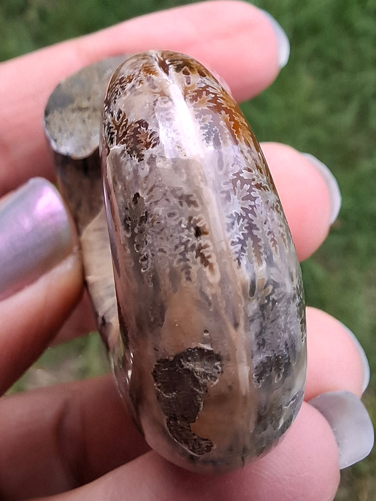 Polished Ammonite, Fossil (Ref: AMM1)