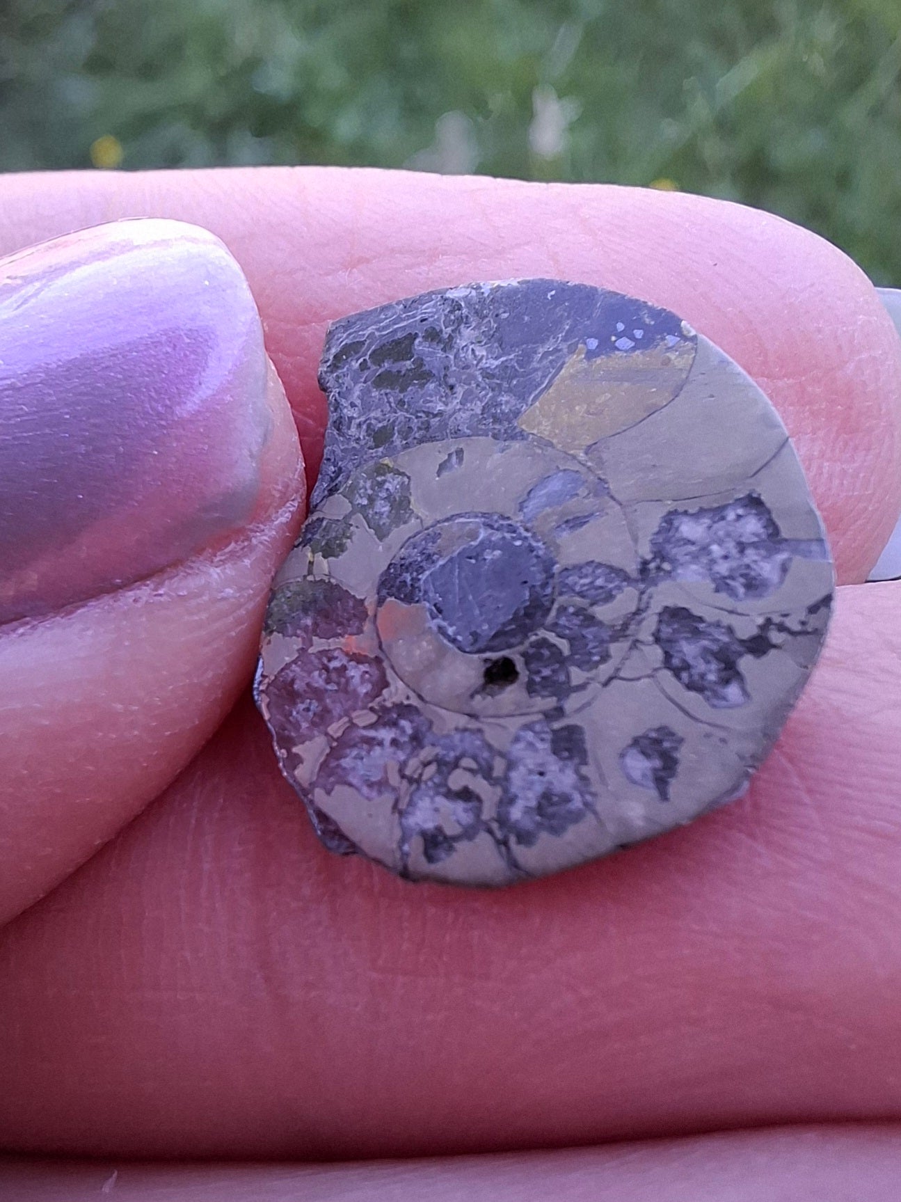 Small Haematite Ammonite HALF, 1.10g, Fossil (Ref: MA9)