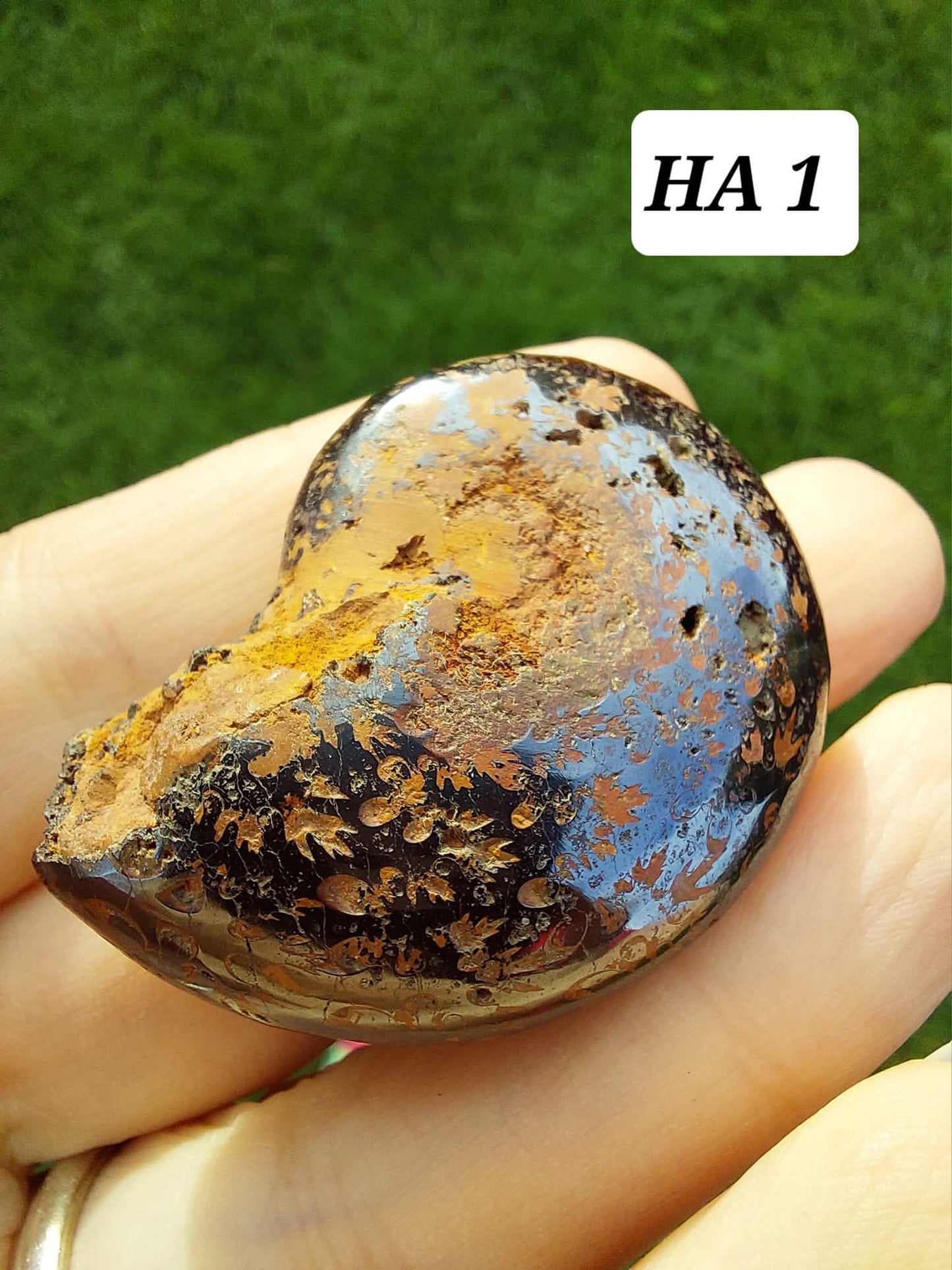 Hematite Ammonite, 21.29g, Fossil (Ref: HA1)