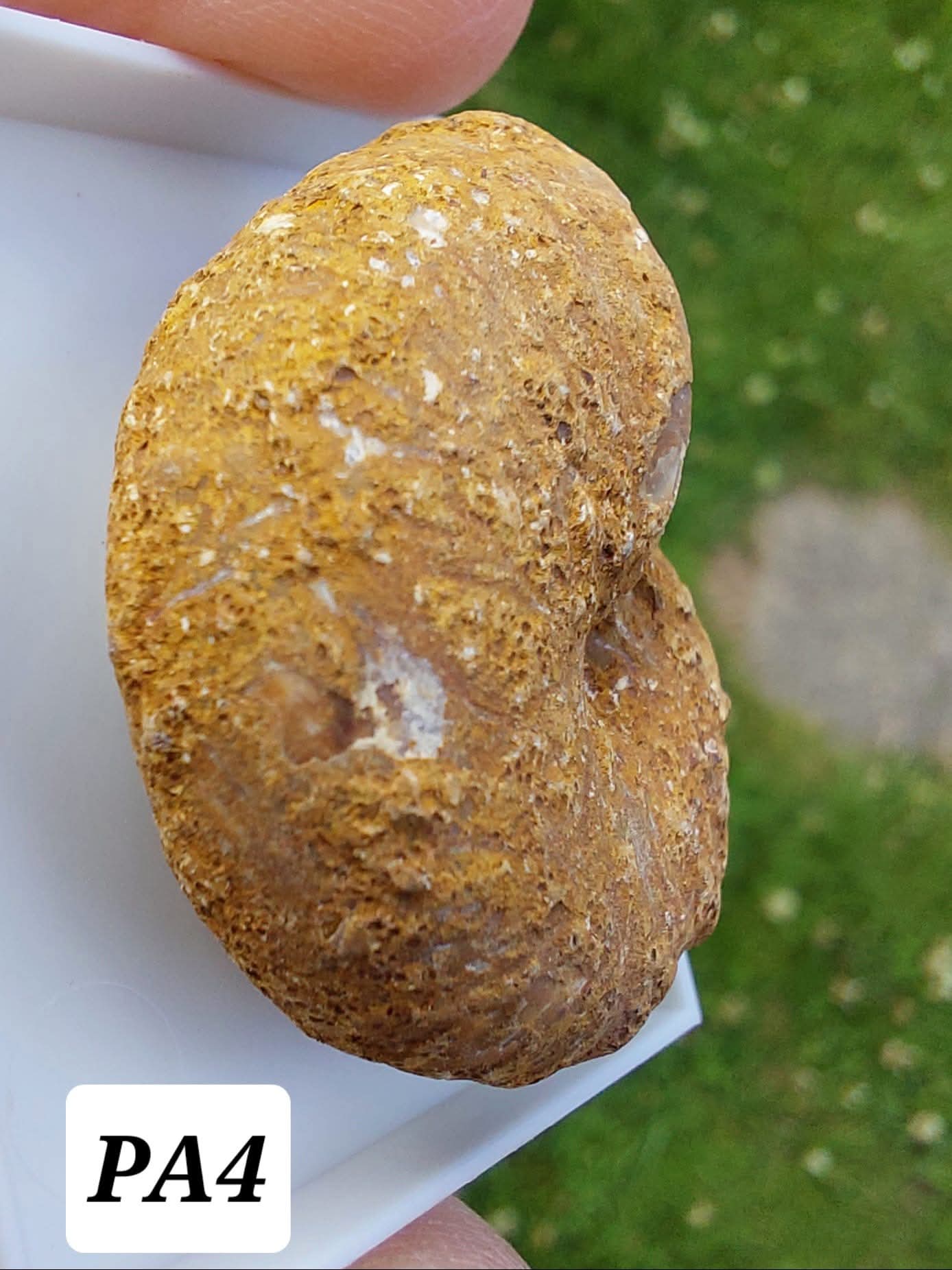 Phylloceras Ammonite, Fossil (Ref: PA4)