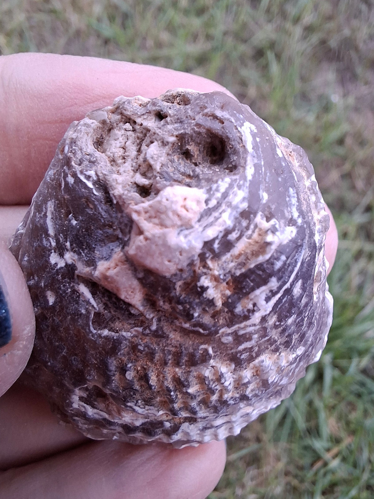 Chalcedony Oyster, Fossil (Ref: FO4)