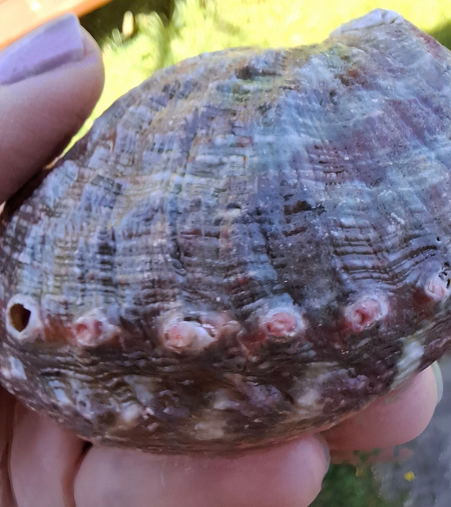 Abalone Shell, (Ref: SH3)