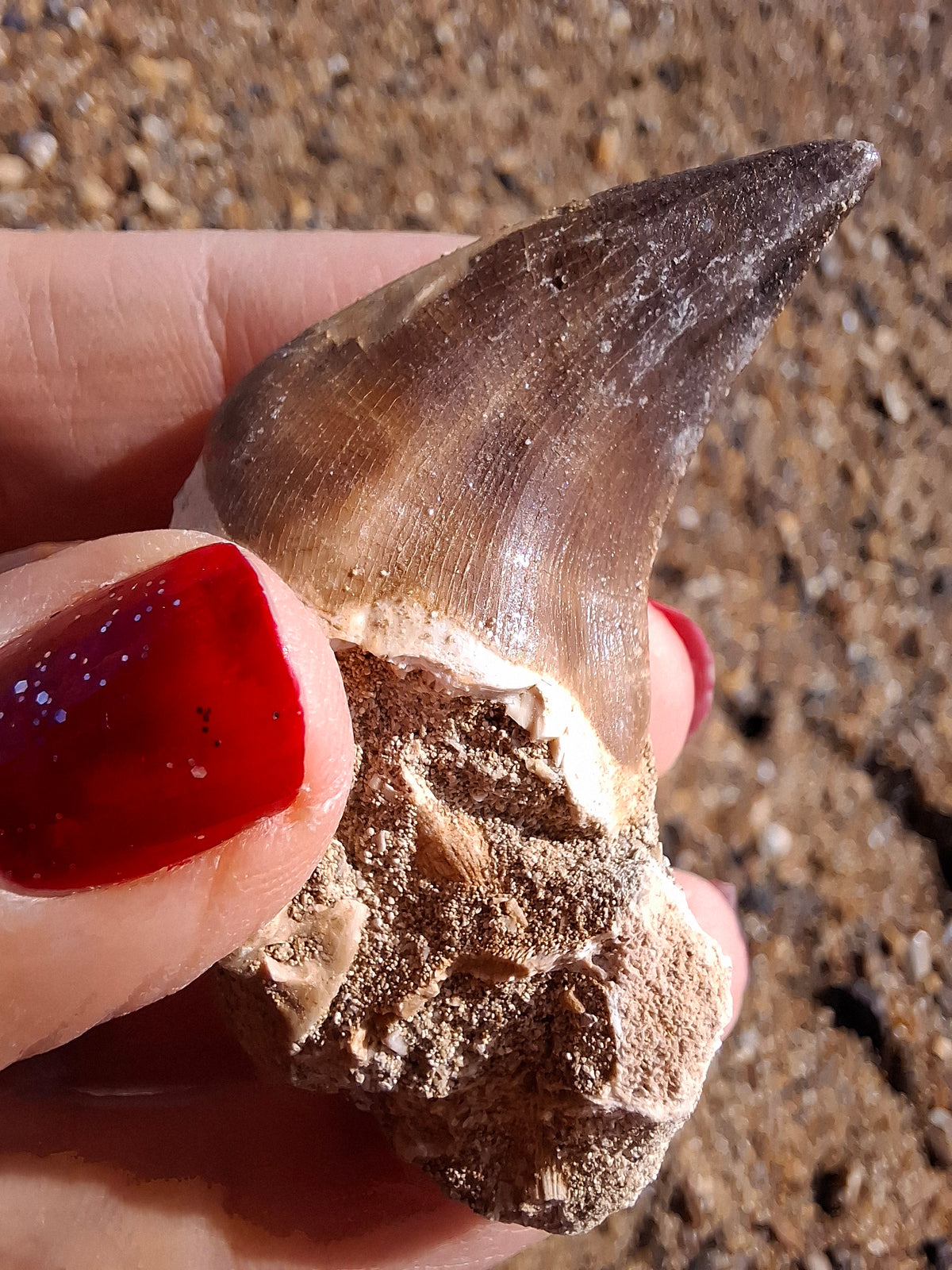 Mosasaurus Tooth with matrix, Fossil, (Ref: MTM1)