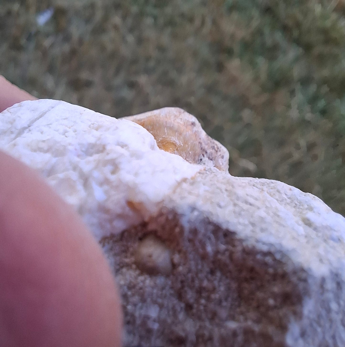Otodus Shark Tooth in Rock, Fossil (Ref: OT2)