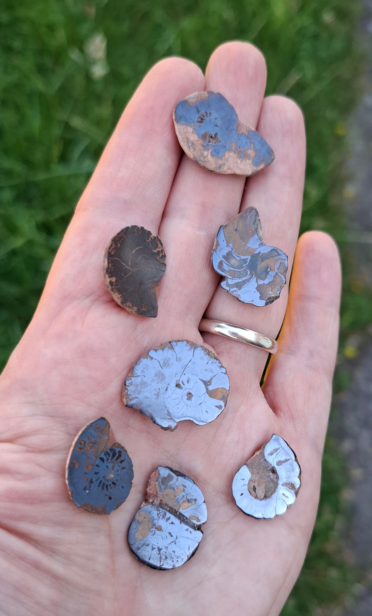 Small Haematite Ammonite Halves BUNDLE, (7 pcs), Fossil (Ref: MA13)