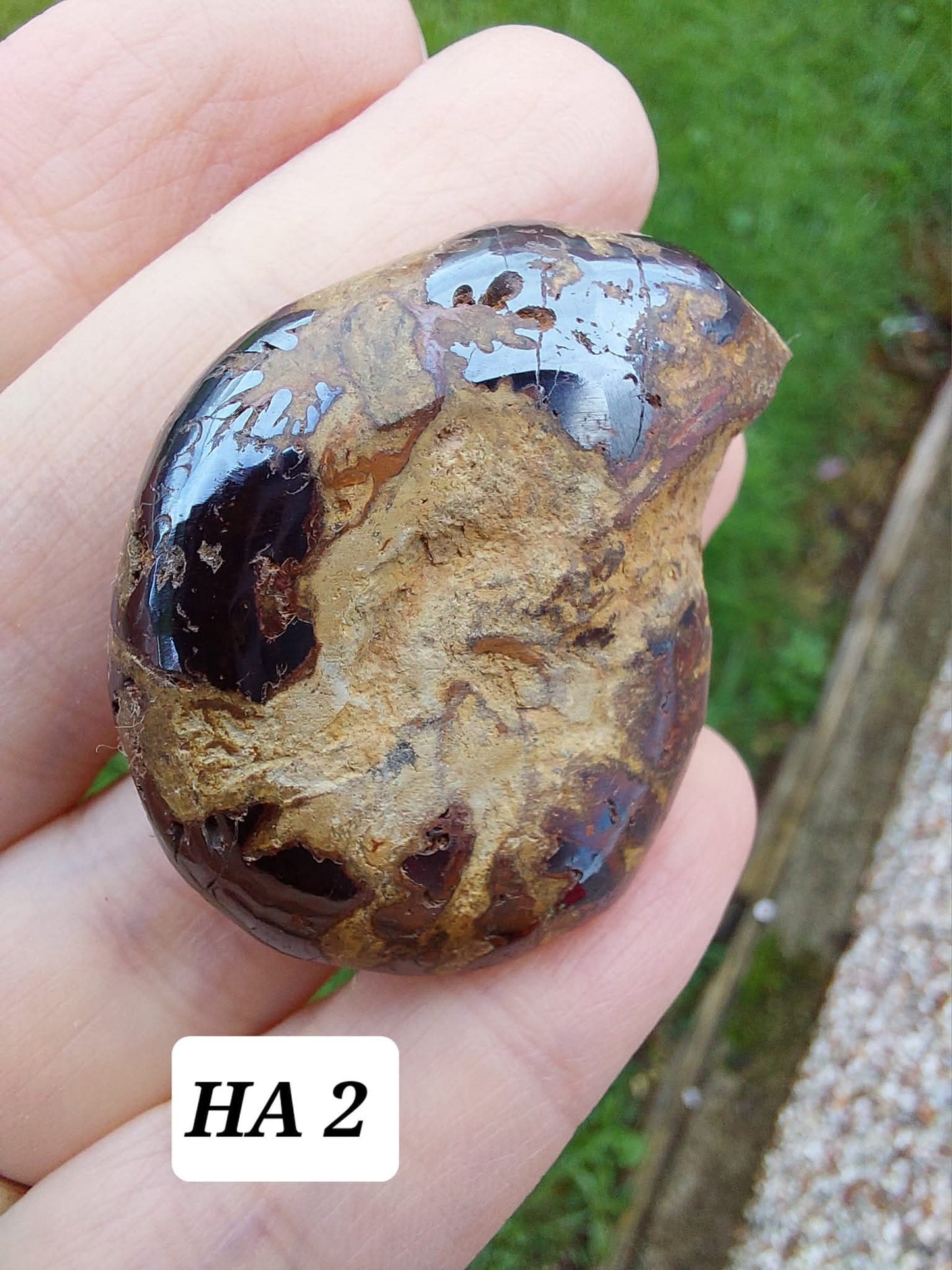Hematite Ammonite, 22.72g, Fossil (Ref: HA2)