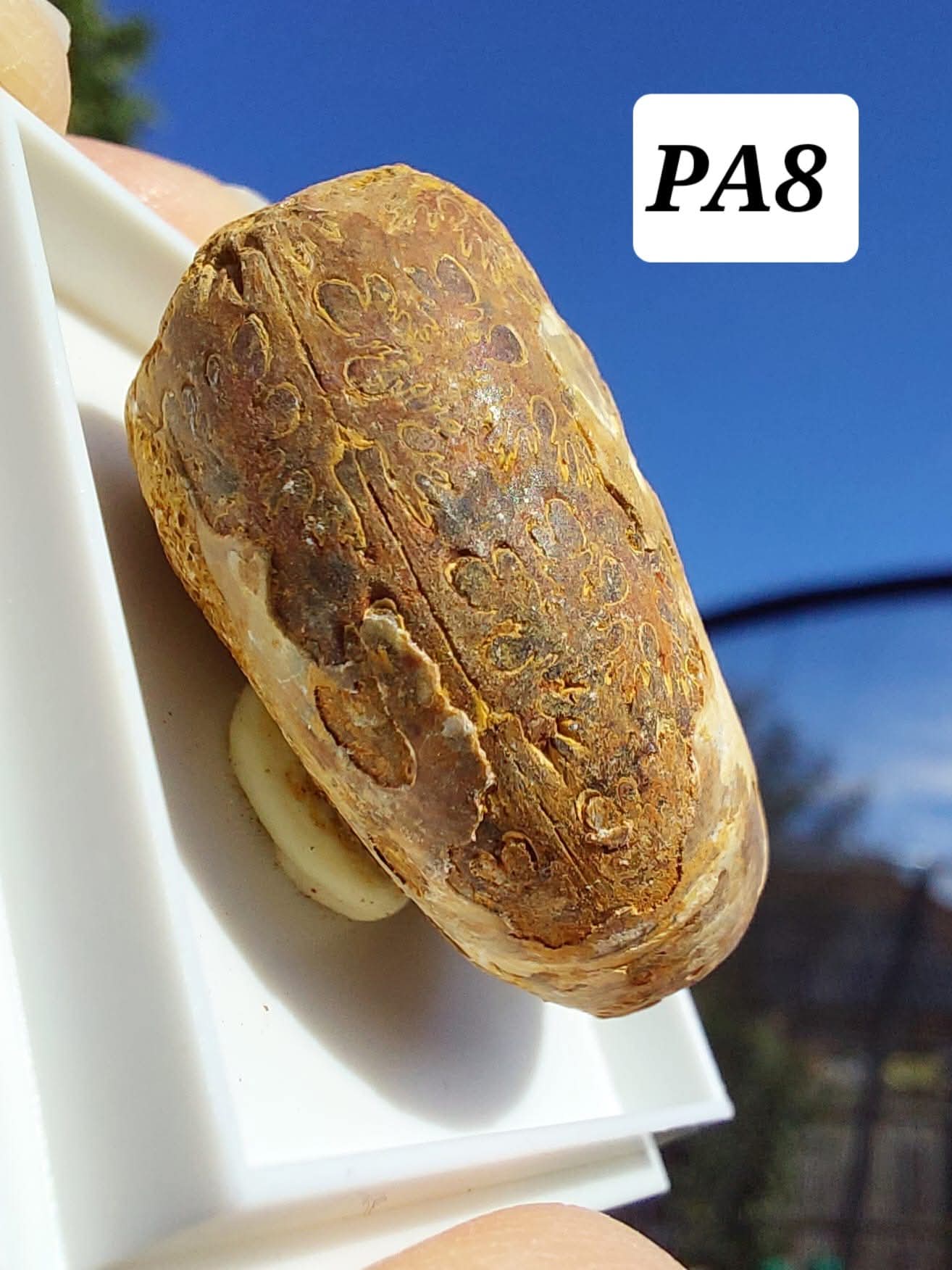 Phylloceras Ammonite, Fossil (Ref: PA8)