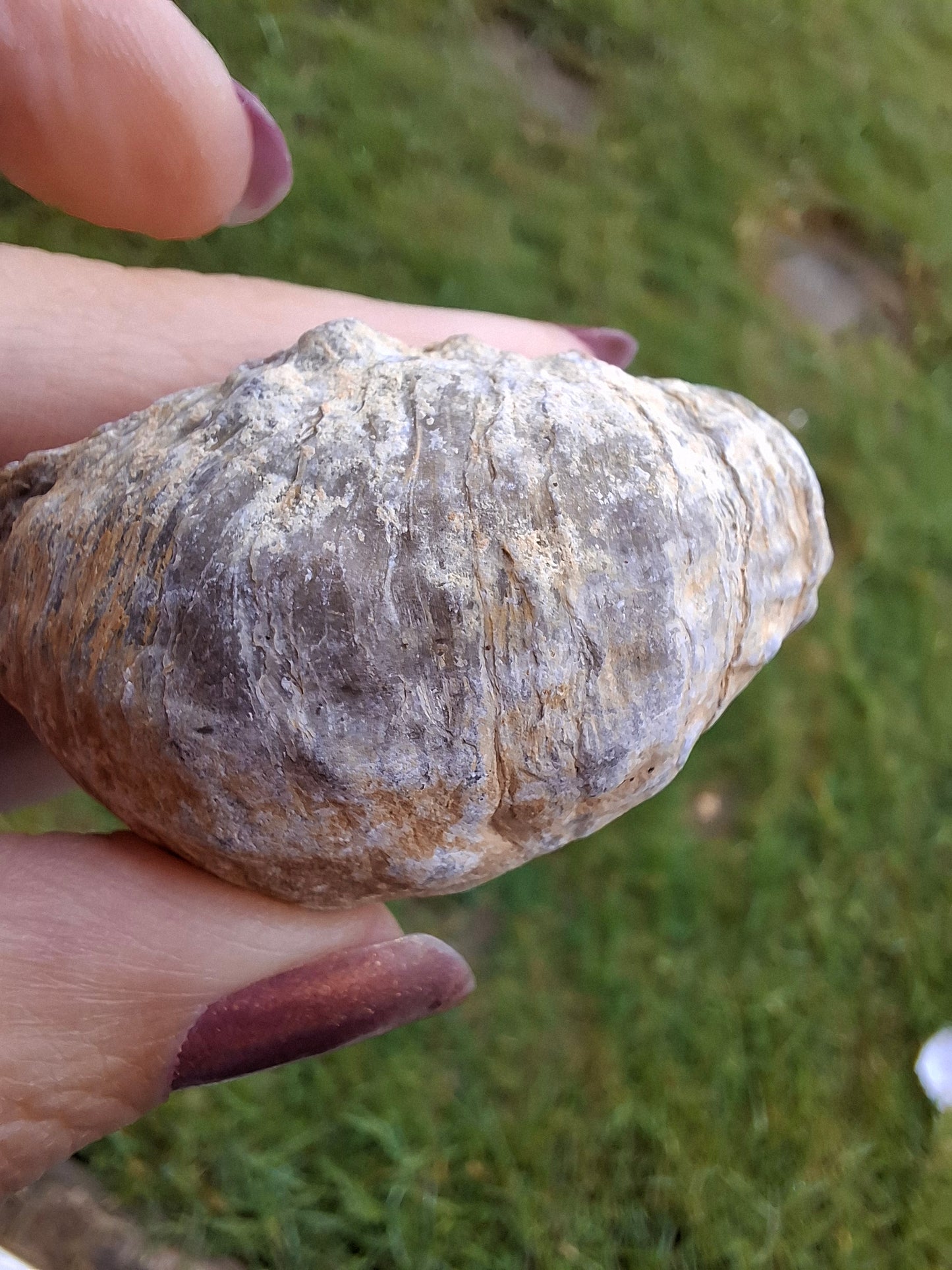 Gryphaea (Devil's Toenail), 57.53g, Fossil (Ref: G2)