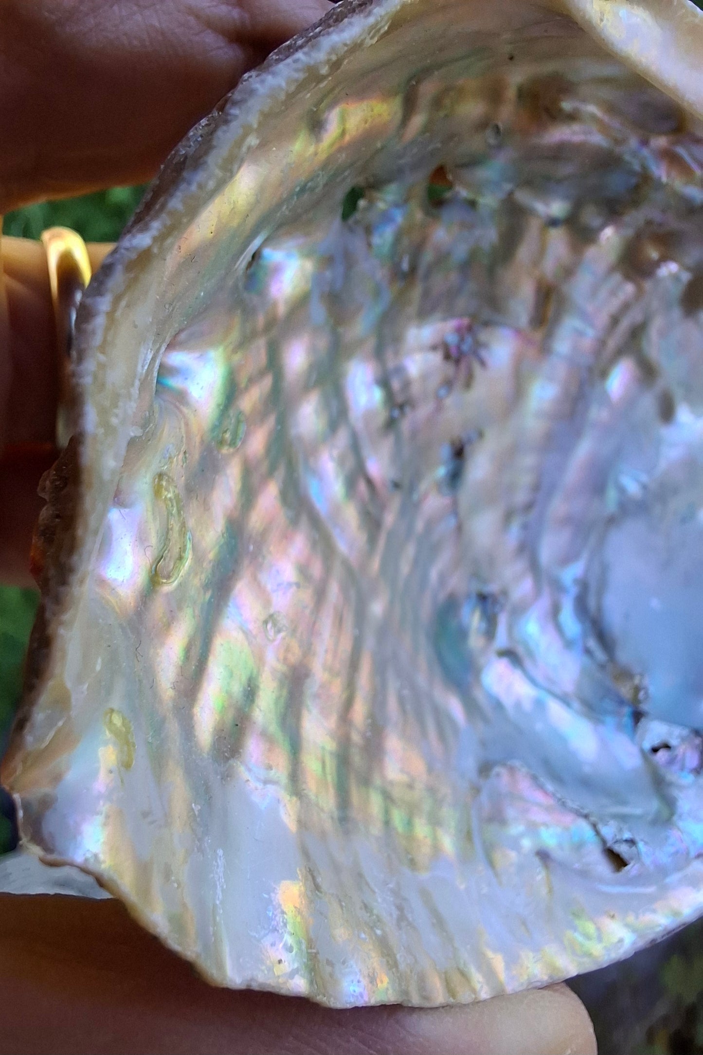 Abalone Shell, (Ref: SH1)
