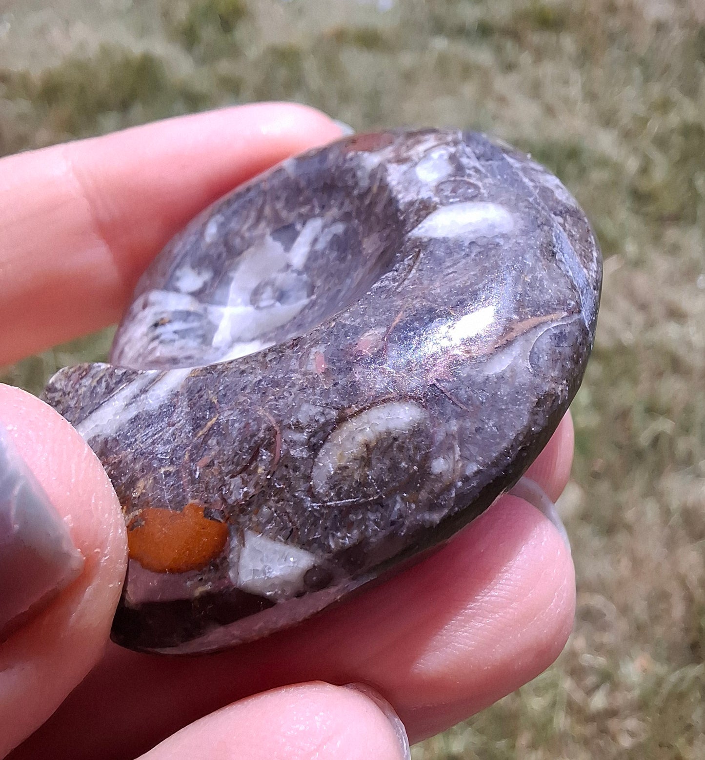 Goniatite, Fossil (Ref: GA1)