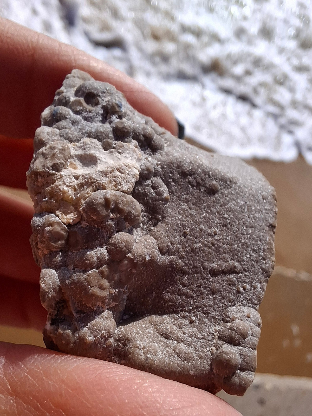 Ammonite Cluster, Fossil (Ref: ACL1)