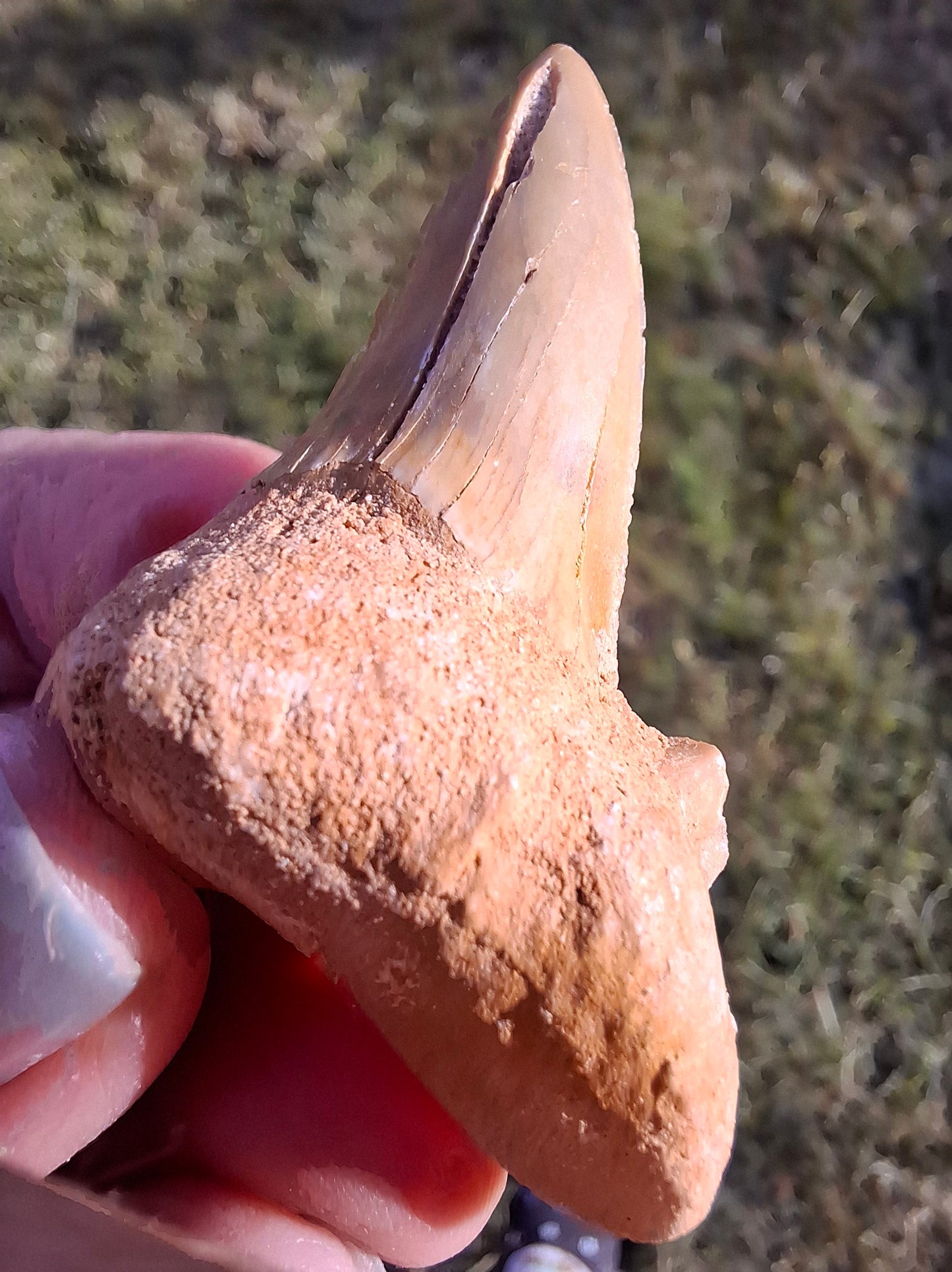 Otodus Shark Tooth, Fossil (Ref: OT 7)
