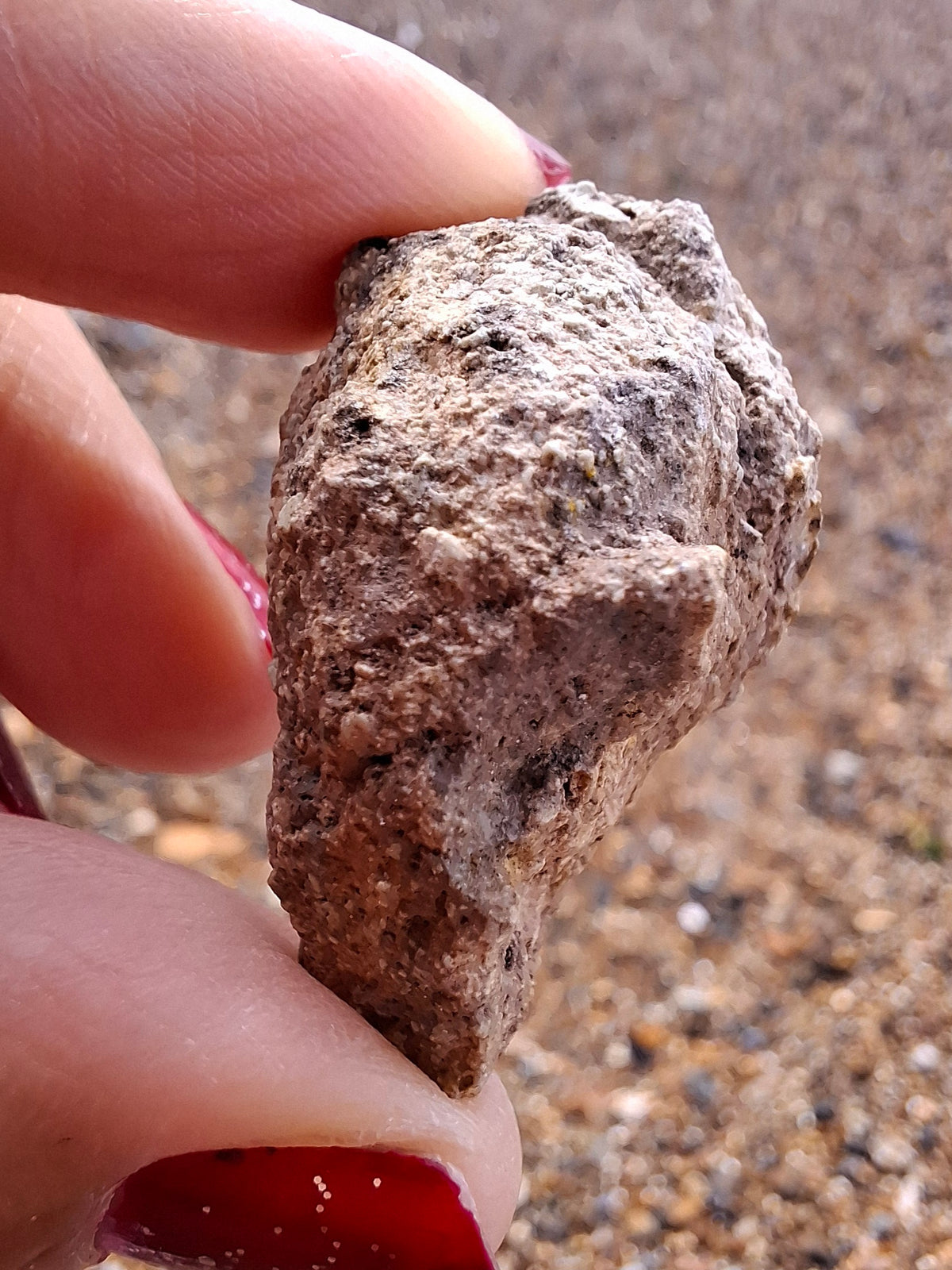 Sauropod Dinosaur Coprolite, 12.82g, Fossil (Ref: DP1)