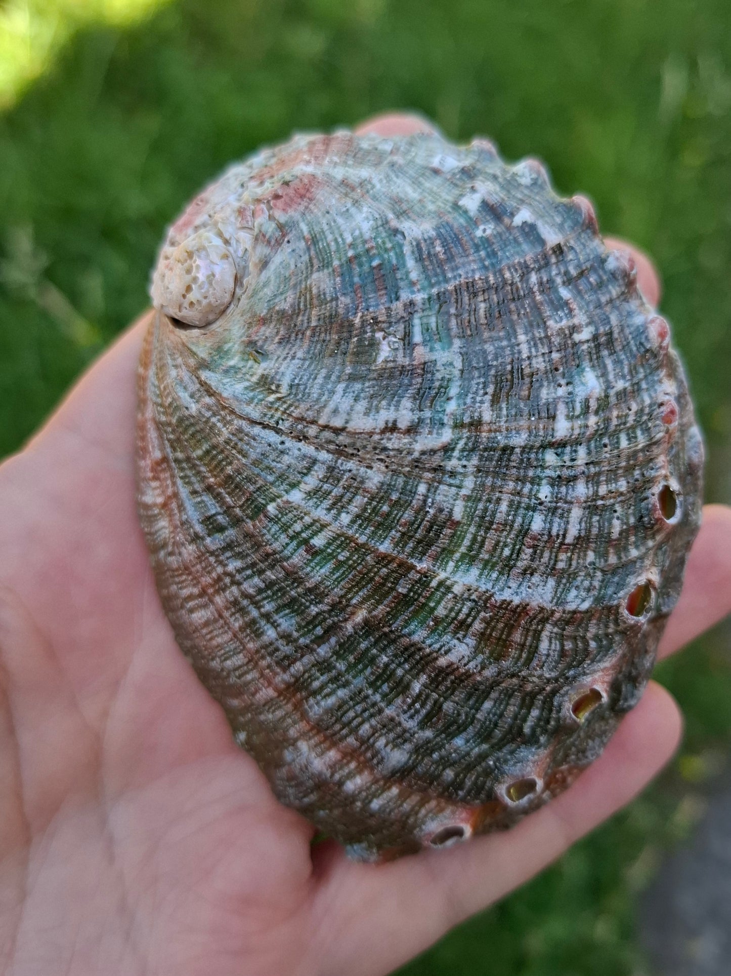 Abalone Shell, (Ref: SH1)