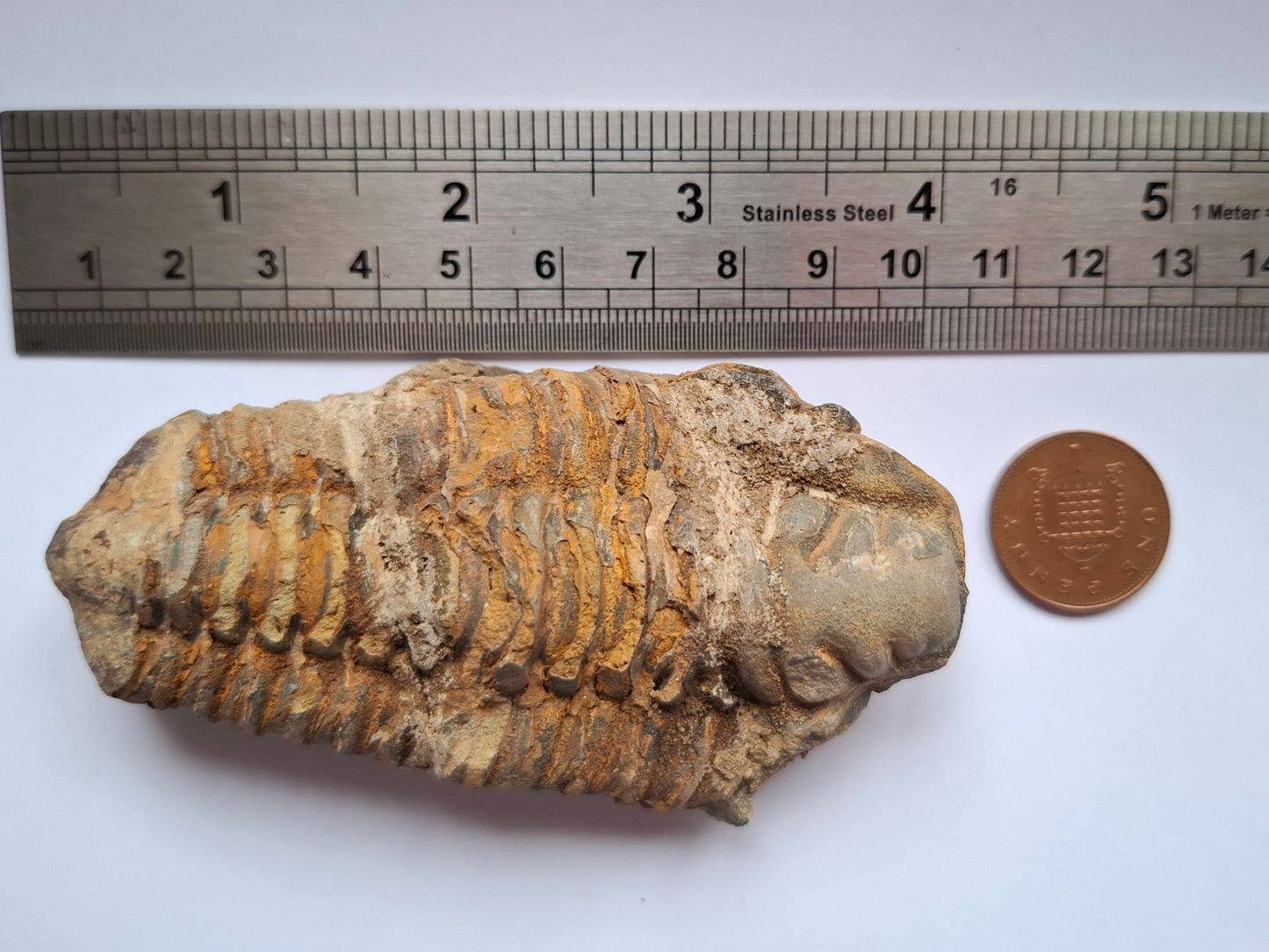 Trilobite (Flexicalymene), 111.00g, Fossil (Ref: TR4)