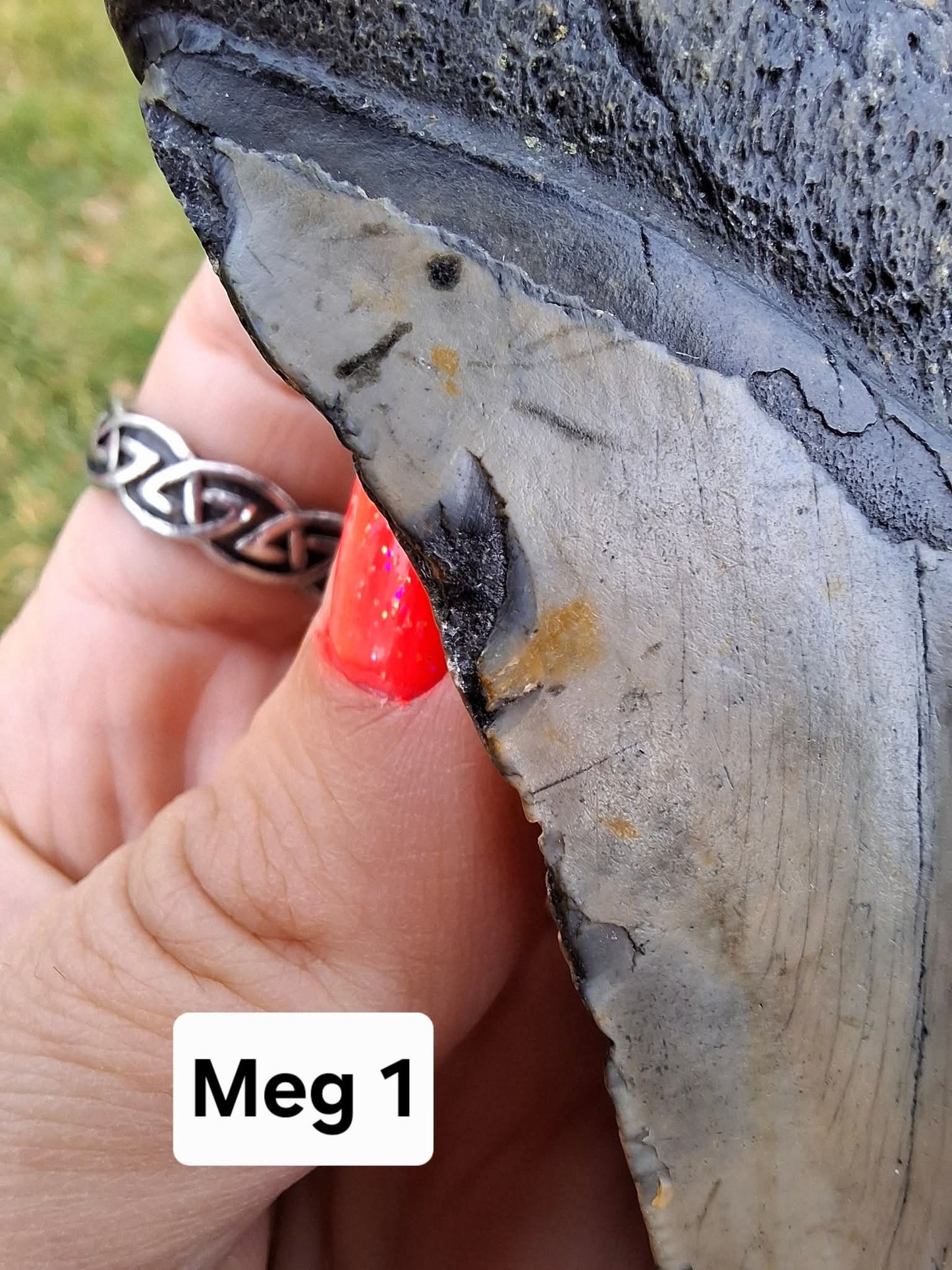 Megalodon (partial) Shark Tooth, 109.68g, Fossil (Ref: Meg1)