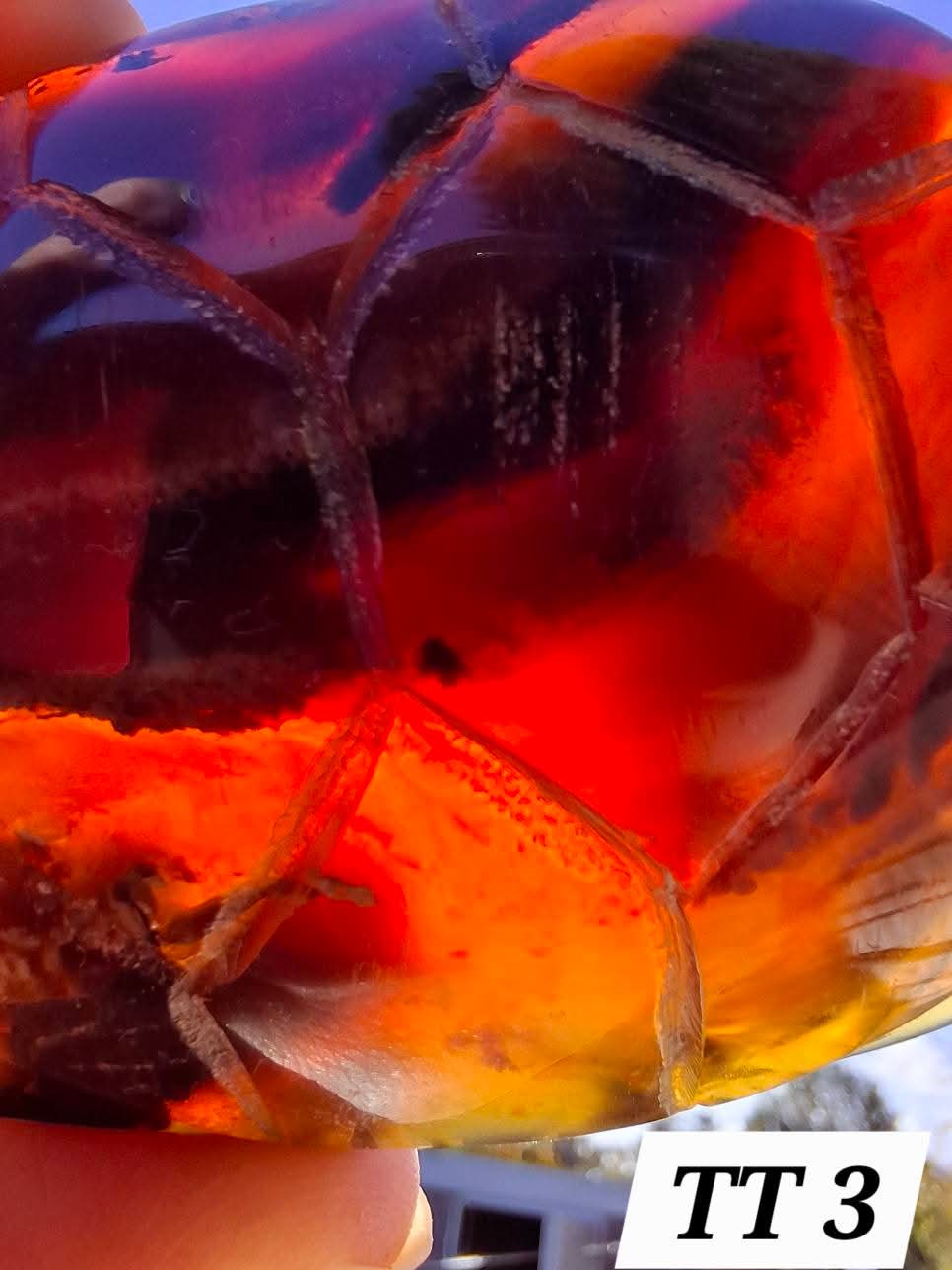 Red Amber Turtle, 52.00g, Carving, Fossil (Ref: TT3)