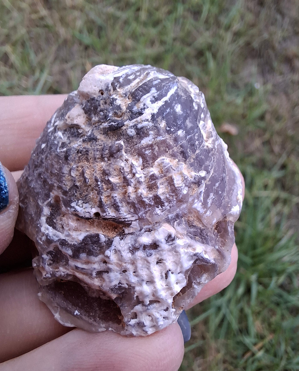 Chalcedony Oyster, Fossil (Ref: FO4)