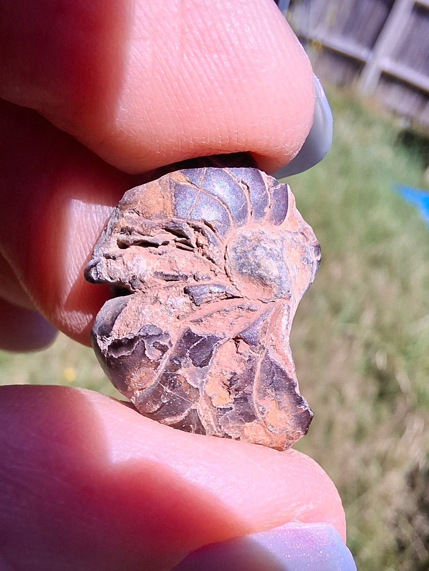 Small Haematite Ammonite Halves BUNDLE, (7 pcs), Fossil (Ref: MA13)