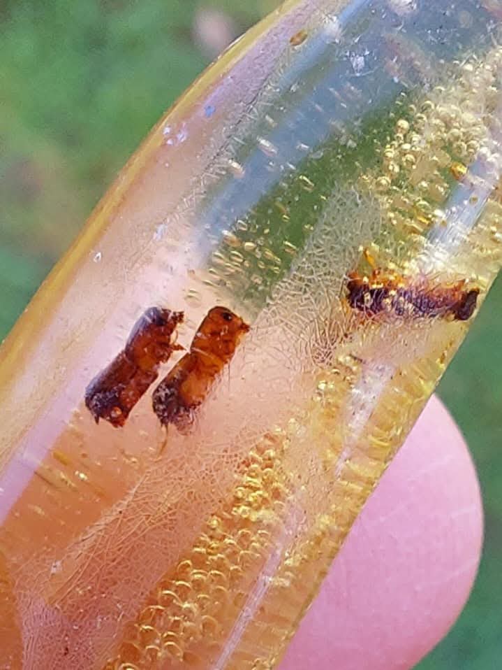 Copal Young Amber with INSECTS inside, 5.46g, Fossil (Ref: CA36)