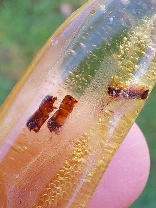 Copal Young Amber with INSECTS inside, 5.46g, Fossil (Ref: CA36)