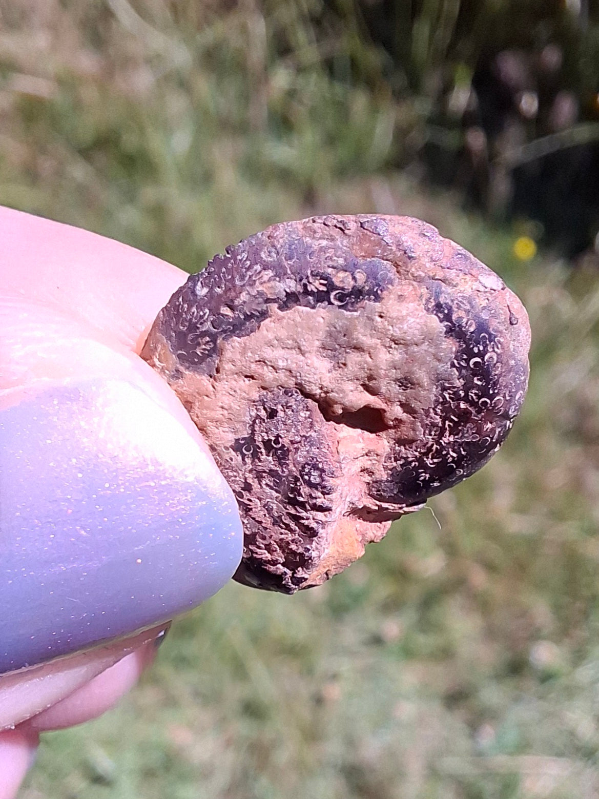 Small Haematite Ammonite HALF, 1.36g, Fossil (Ref: MA12)