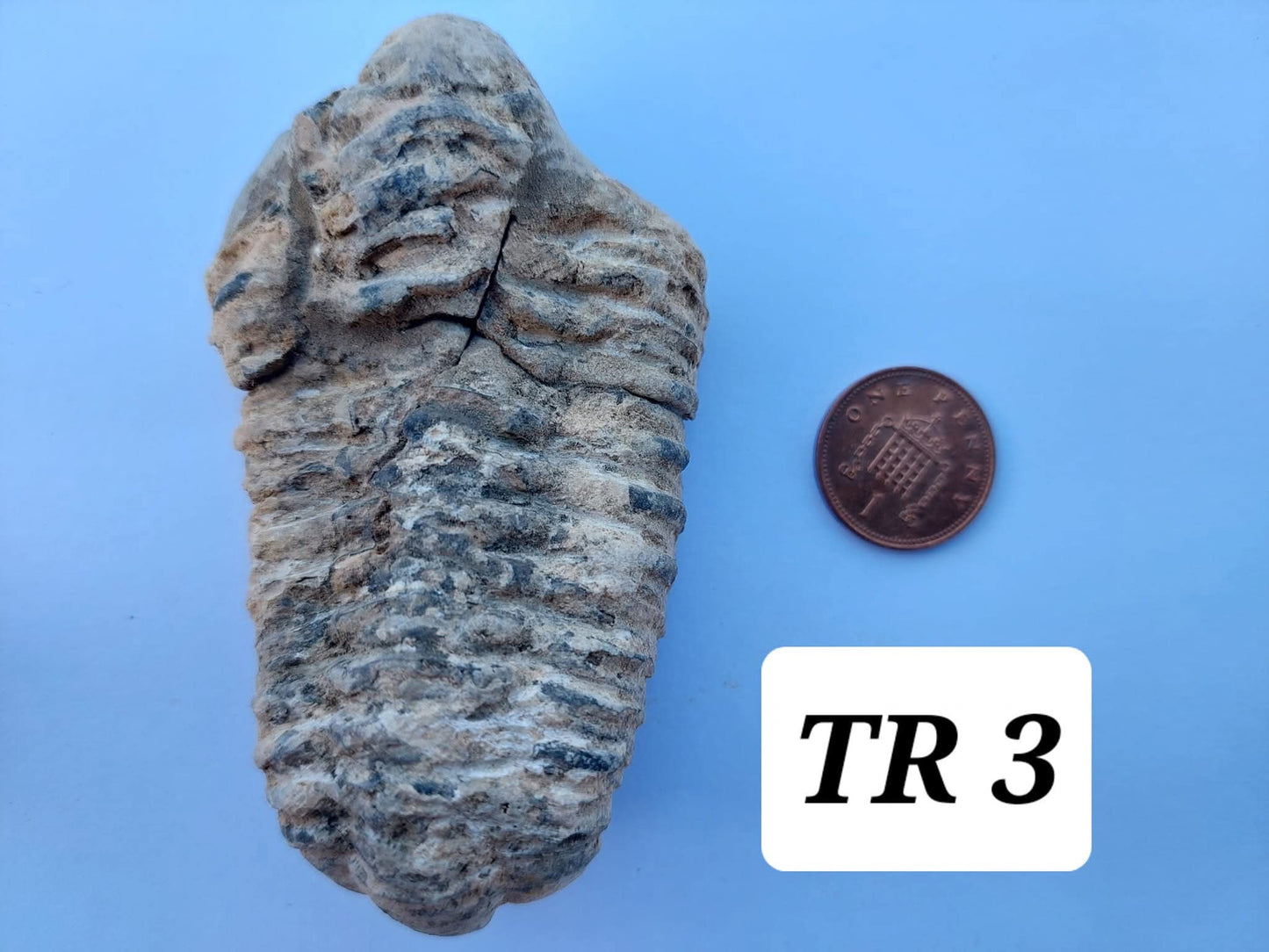 Trilobite (Flexicalymene), 83.86g, Fossil (Ref: TR3)