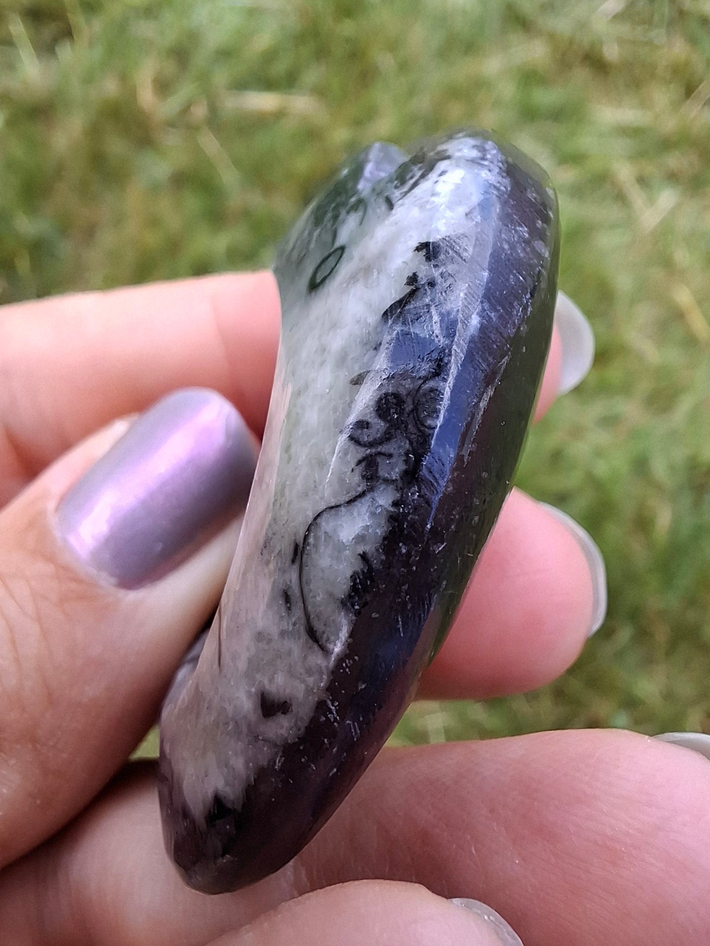 Goniatite, Fossil (Ref: GA4)