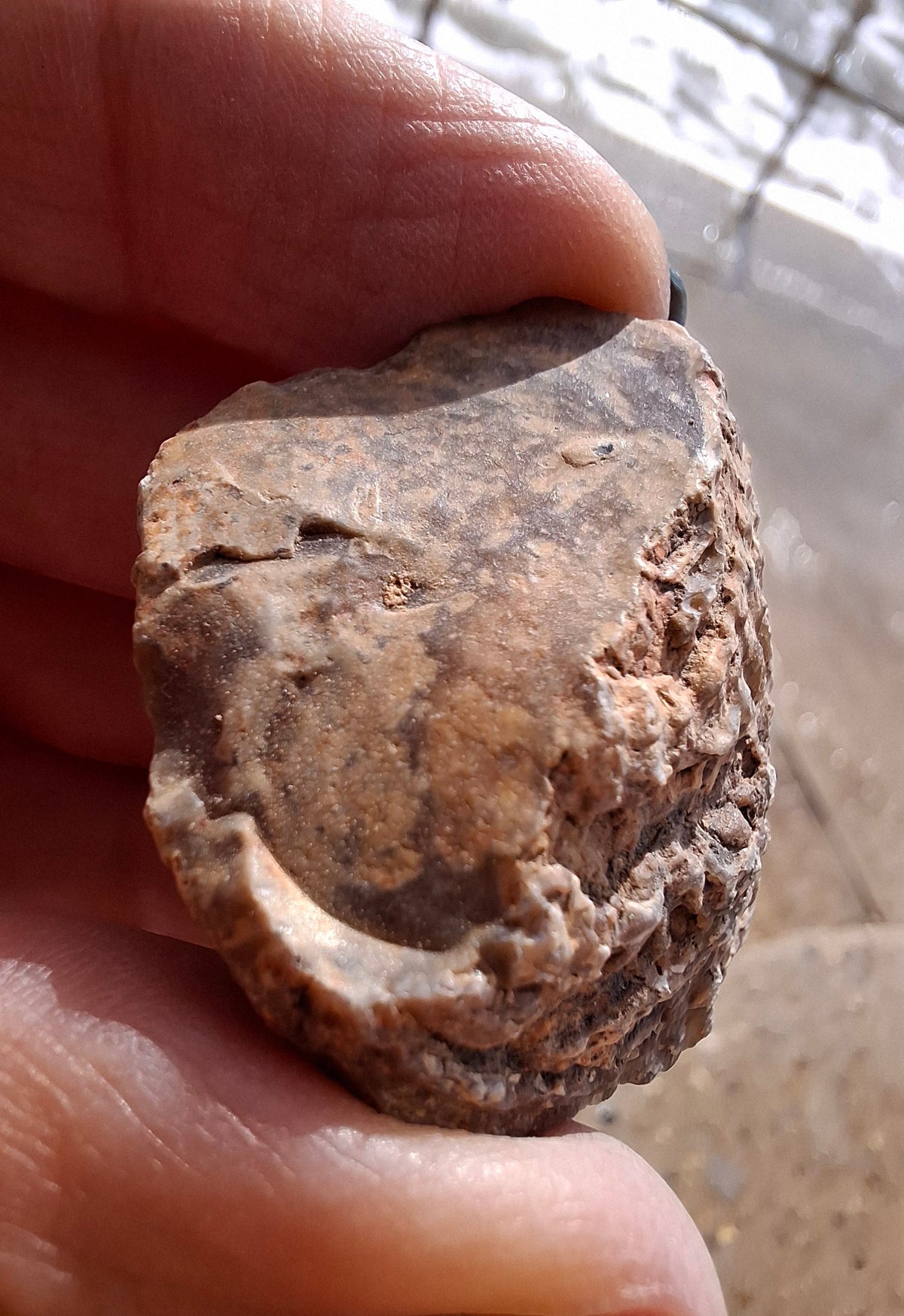 Chalcedony Oyster, Fossil (Ref: FO7)