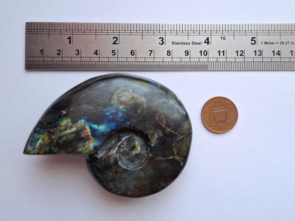 Labradorite Ammonite Carving, 153.97g, Crystal (Ref: laba2)