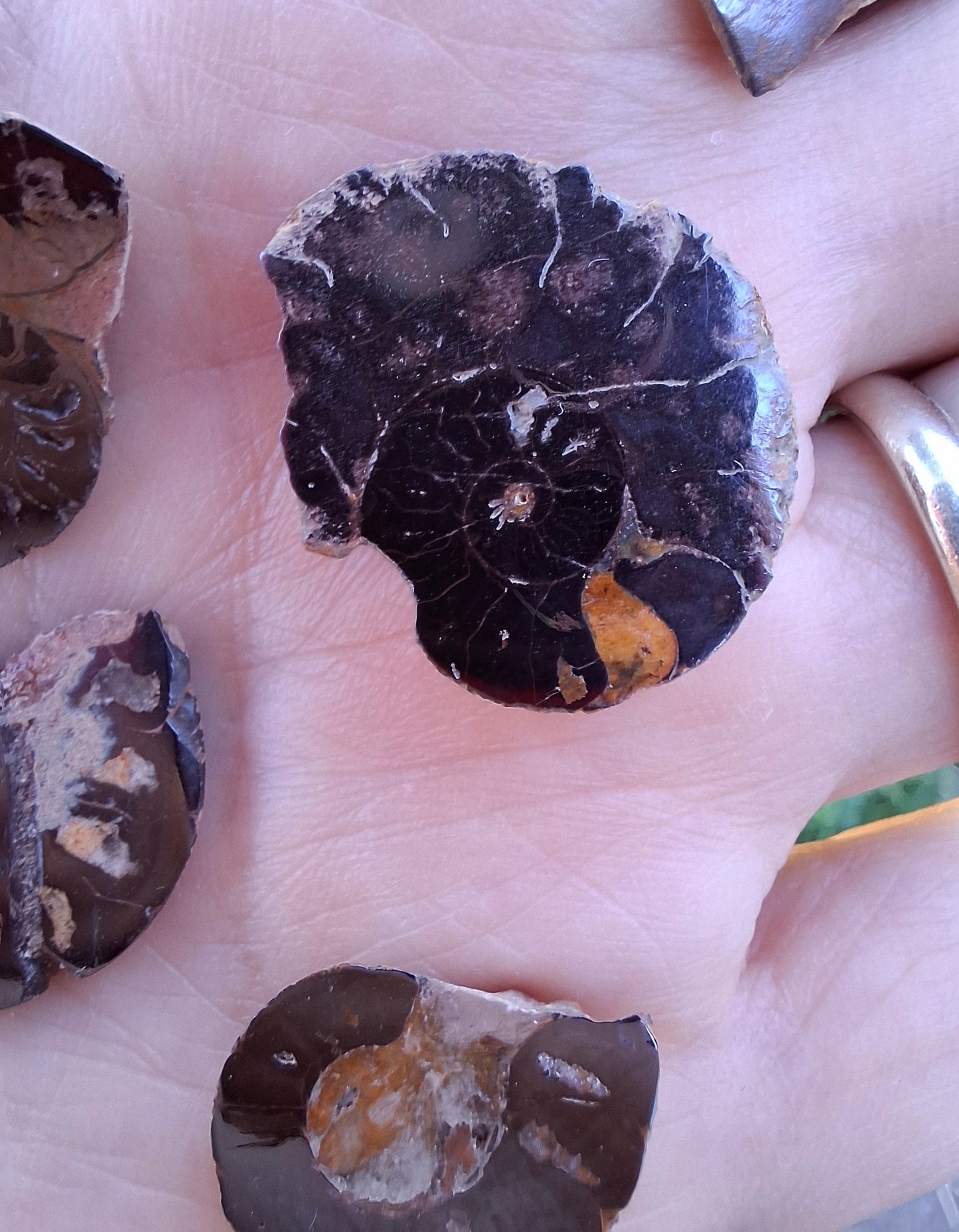 Small Haematite Ammonite Halves BUNDLE, (7 pcs), Fossil (Ref: MA13)